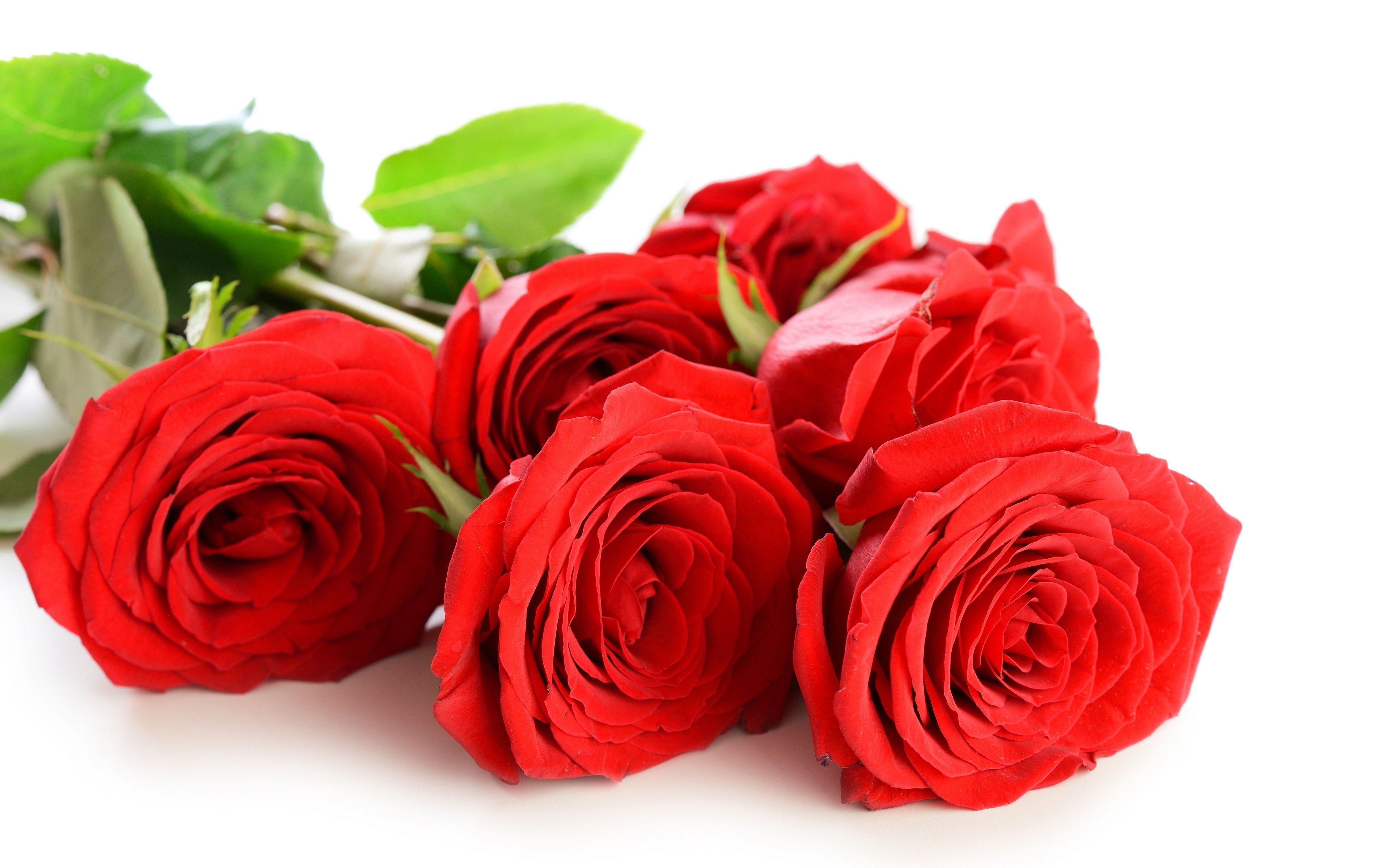 Rose rosse su bianco, 4350x2738 4K, Desktop 4K