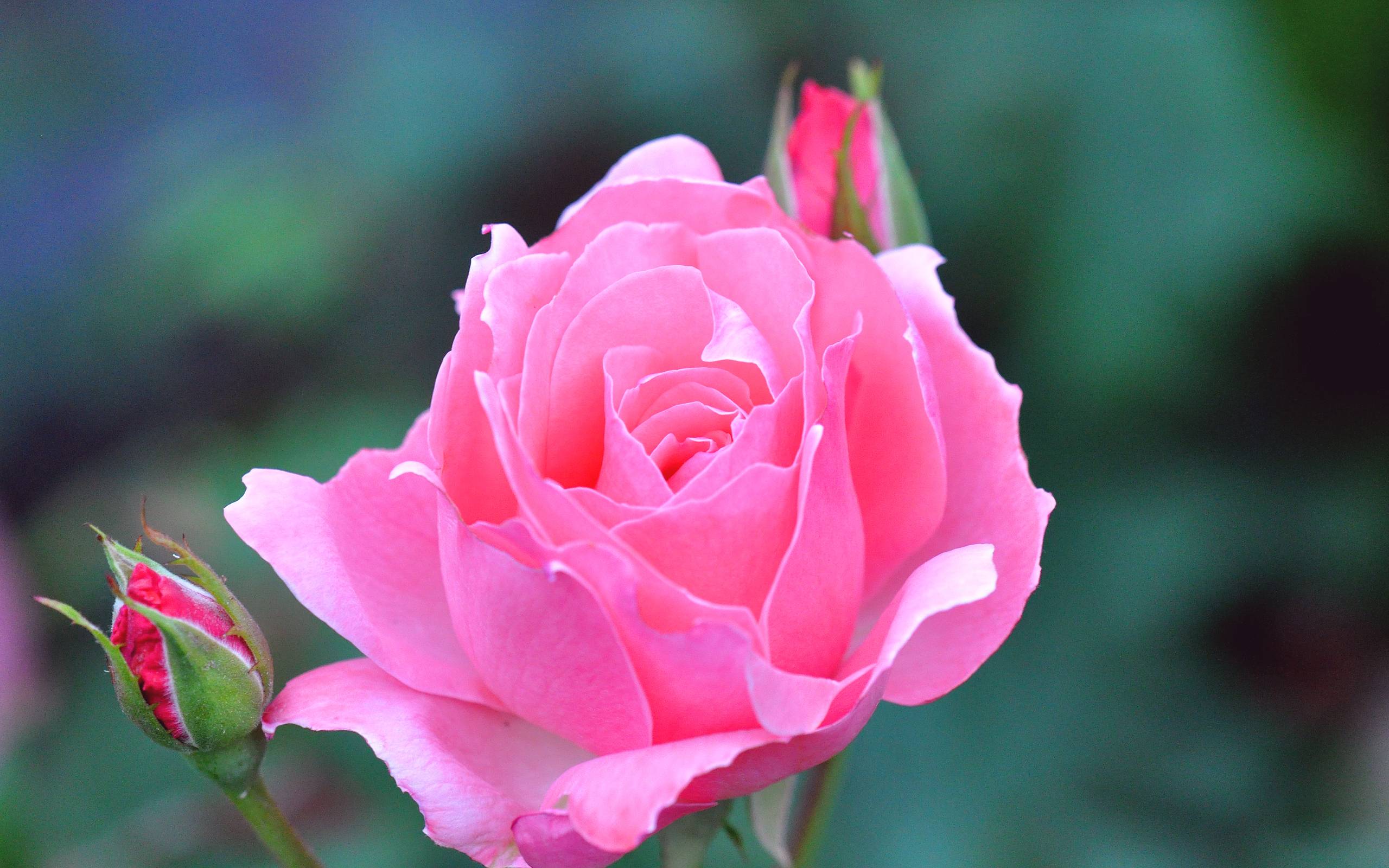 Rosa rosa in fiore, 2560x1600 2K, Laptop