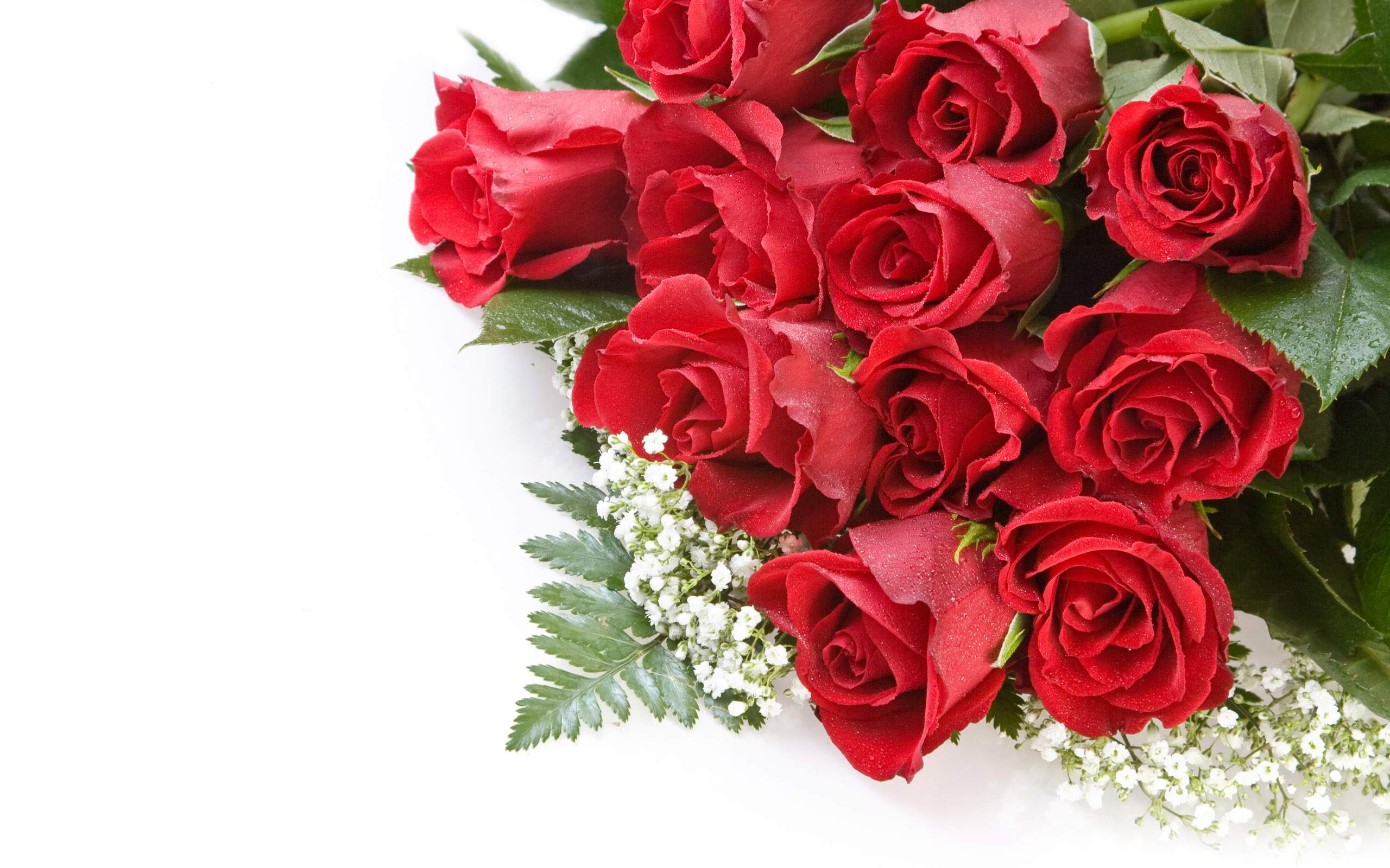 Bouquet di rose rosse, 2560x1600 WQXGA, Desktop