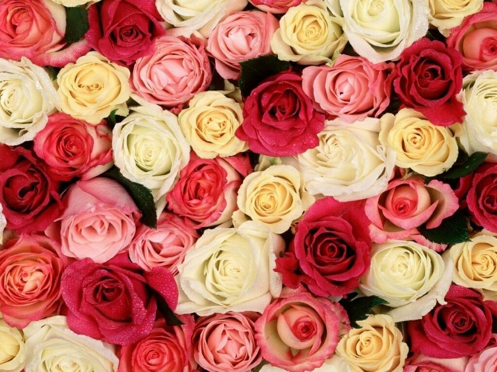 Rose colorate miste bouquet, 1024x768 HD, PC