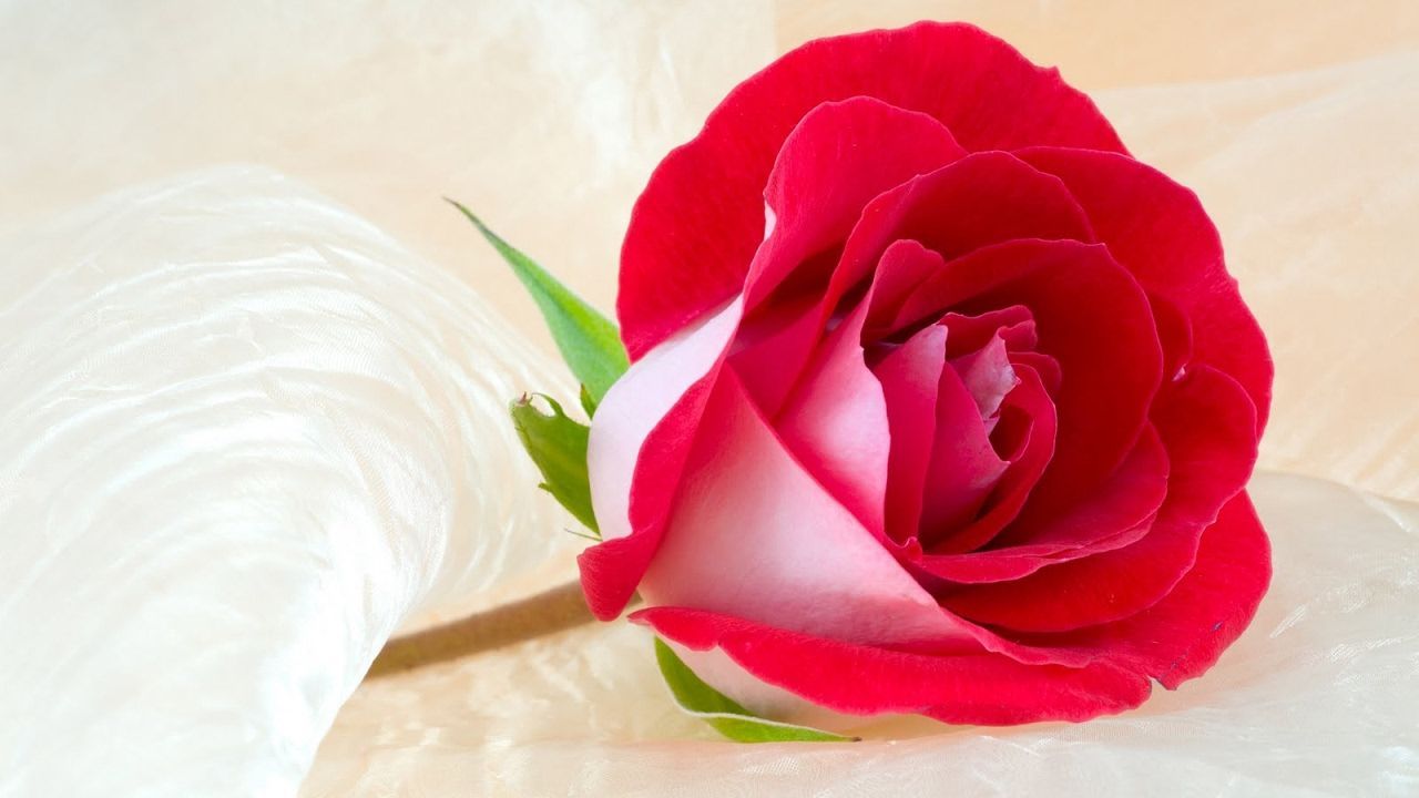 Rosa rossa su tessuto bianco, 1280x720 HD, Desktop