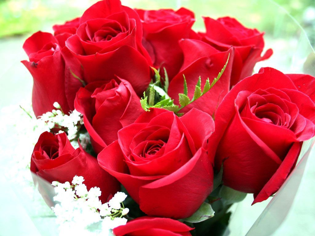 Bouquet di rose rosse, 1024x768 HD, PC