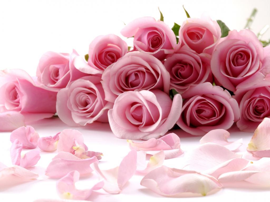 Rose rosa con petali, 1024x768 HD, PC