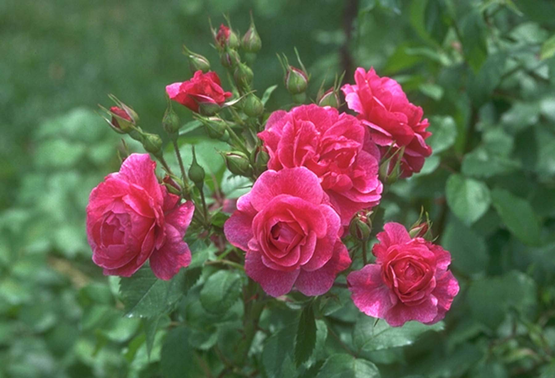 Rose rosa fucsia in giardino, 1800x1228 900p, PC