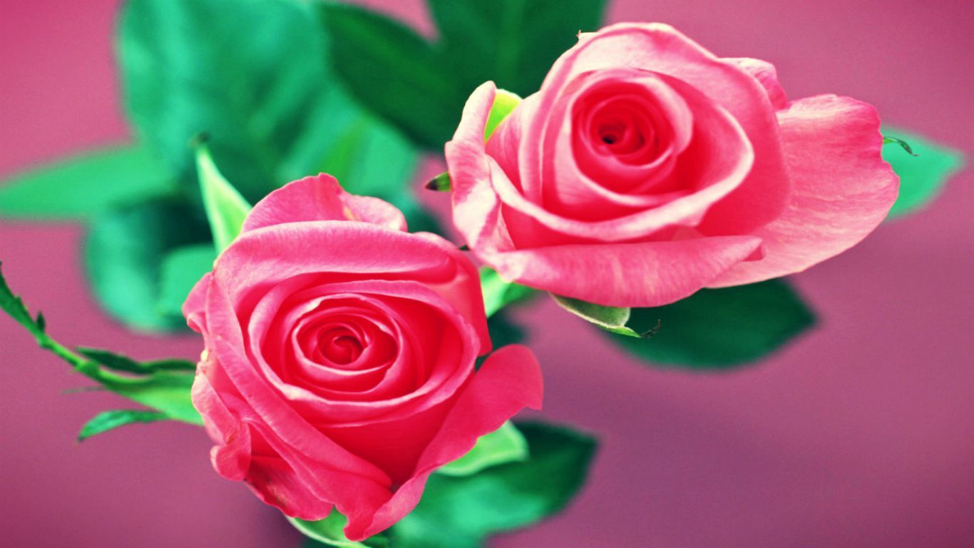 Due rose rosa, 1366x768 720p, Laptop