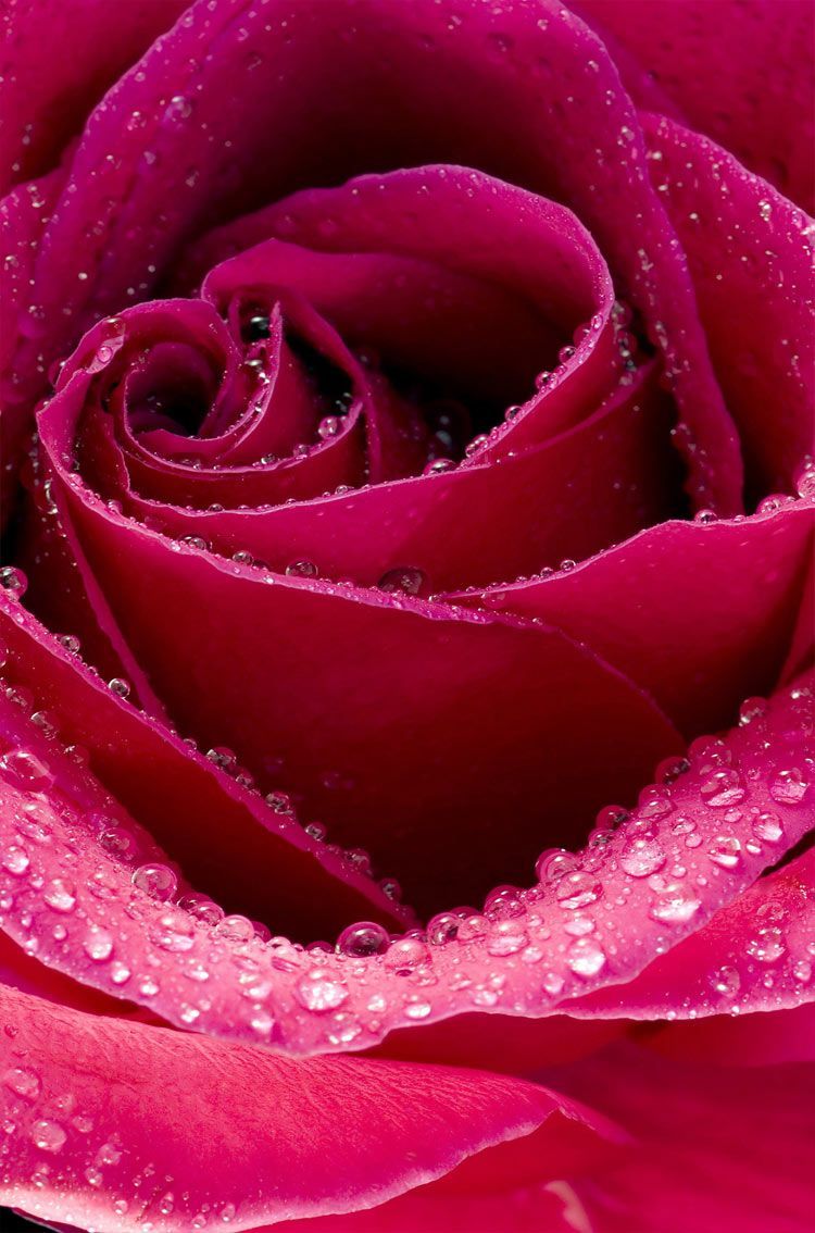 Rosa rosa con gocce d'acqua, 750x1134 Full HD Verticale, Smartphone