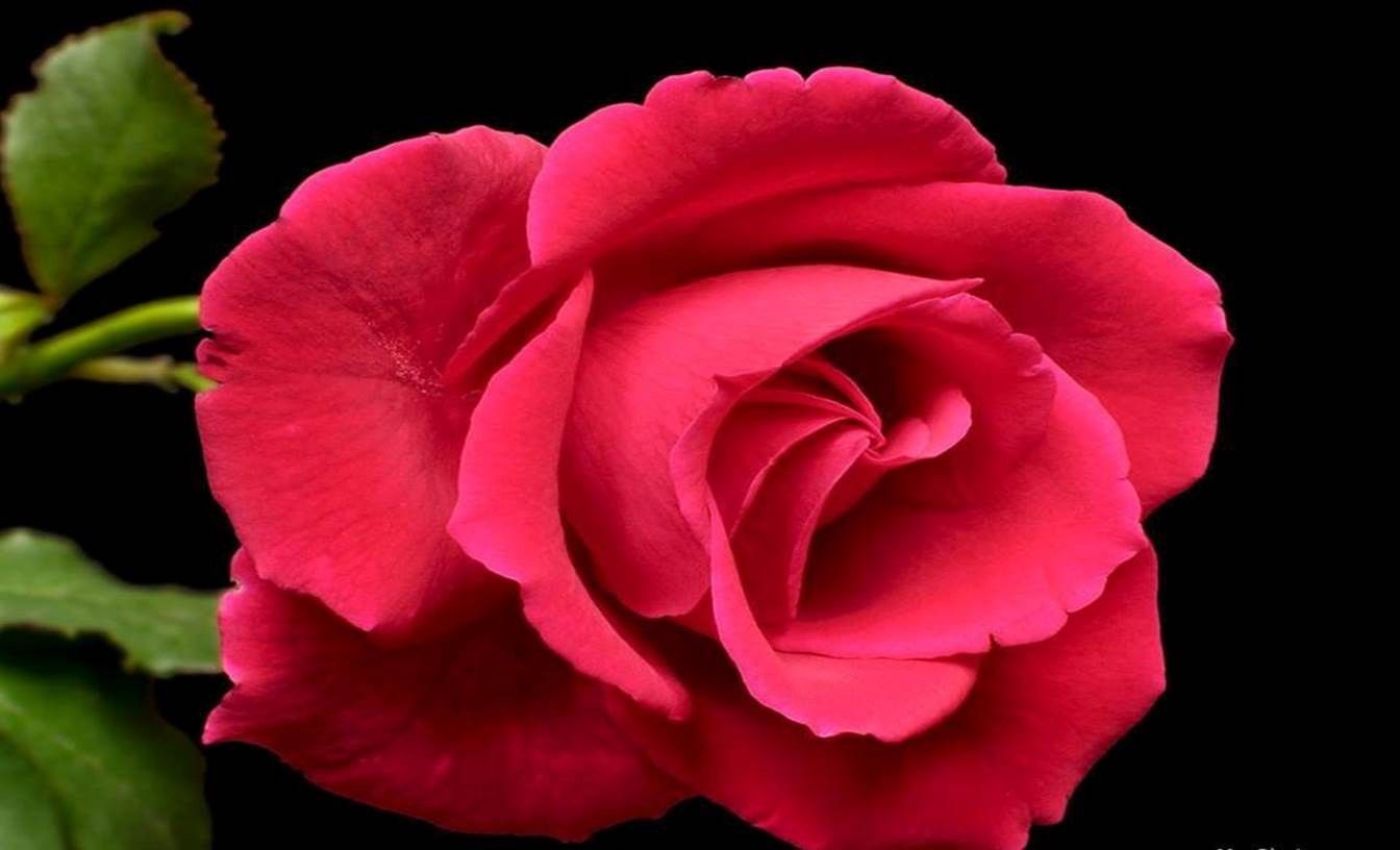 Rosa rossa su sfondo nero, 1344x816 720p, Acer Nitro