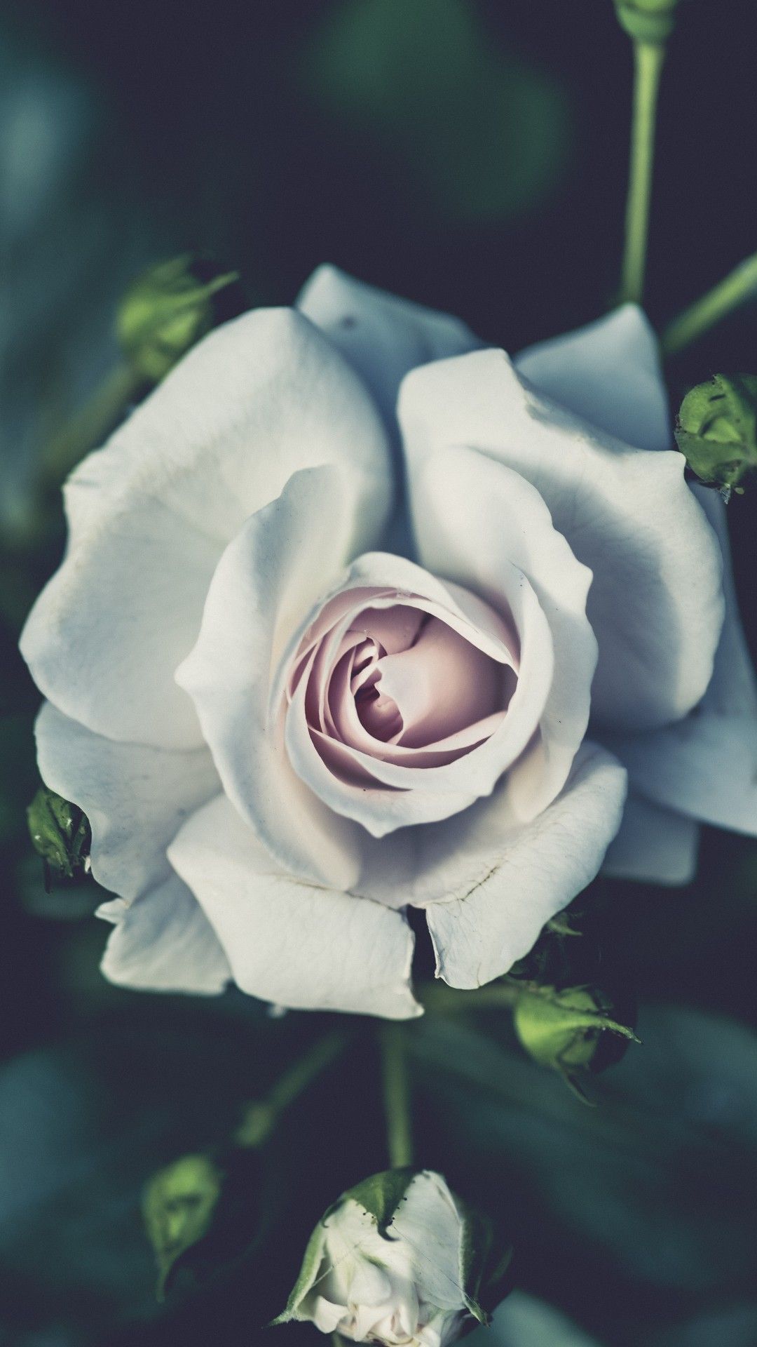 Rosa bianca in giardino, 1080x1920 Full HD Verticale, Smartphone