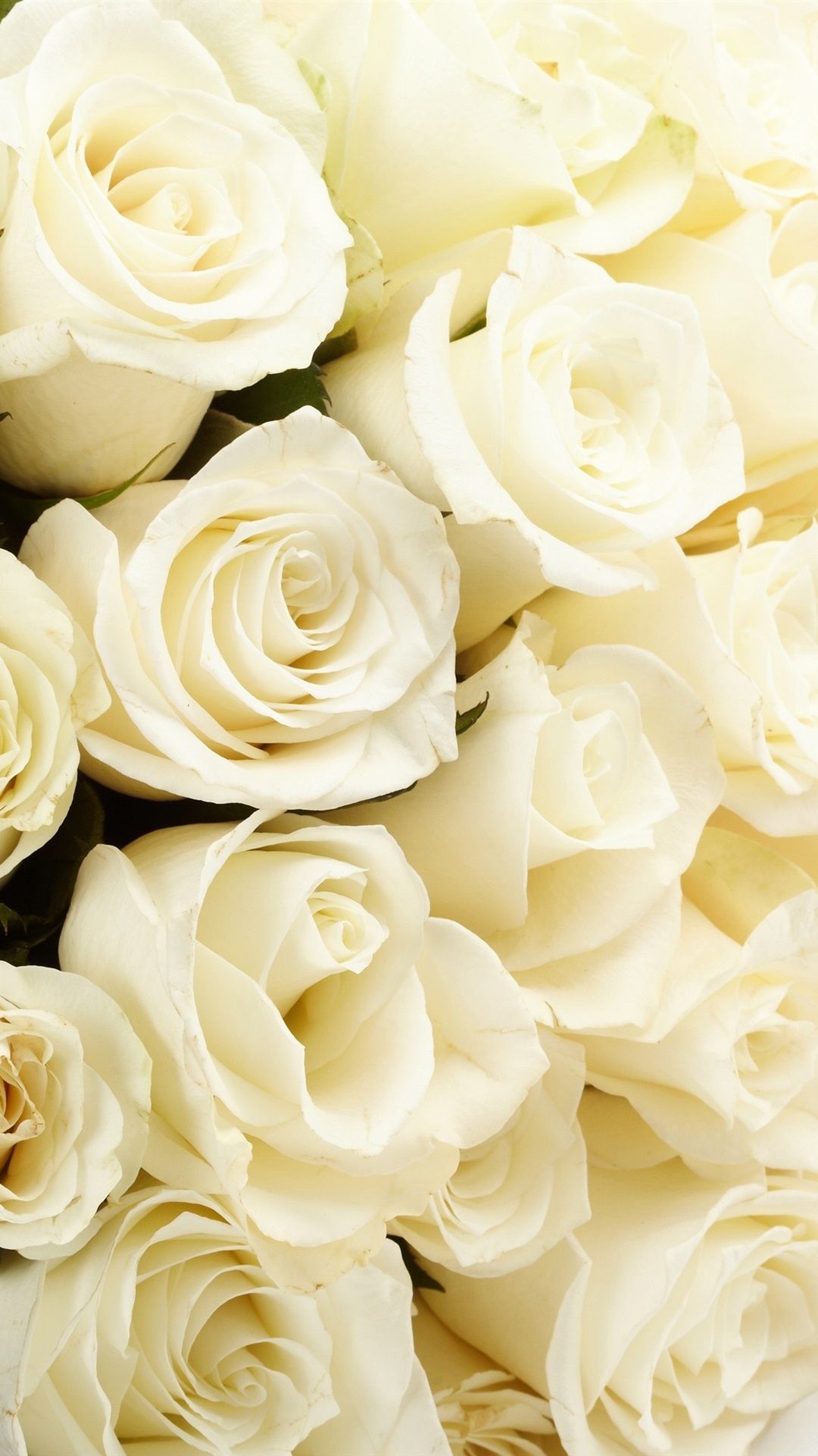 Bouquet rose bianche, 1080x1920 Verticale, iPhone Pro