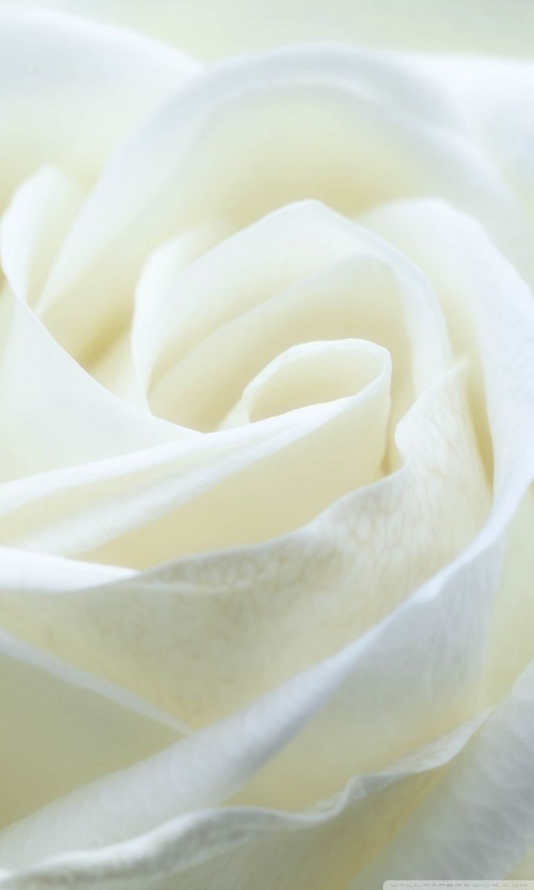 Rosa bianca primo piano, 768x1280 Full HD Verticale, iPhone Air