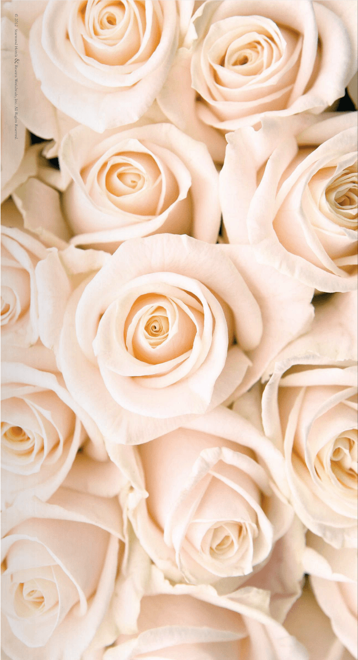 Rose bianche crema ravvicinate, 719x1325 Verticale, iPhone Plus