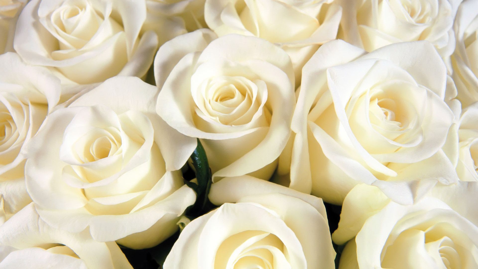 Mazzo di rose bianche, 1920x1080 Full HD 1080p, PC Desktop