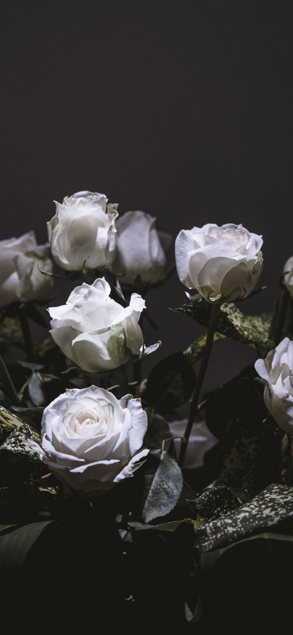 Bouquet rose bianche sfondo scuro, 1125x2436 Full HD Verticale, iPhone Pro