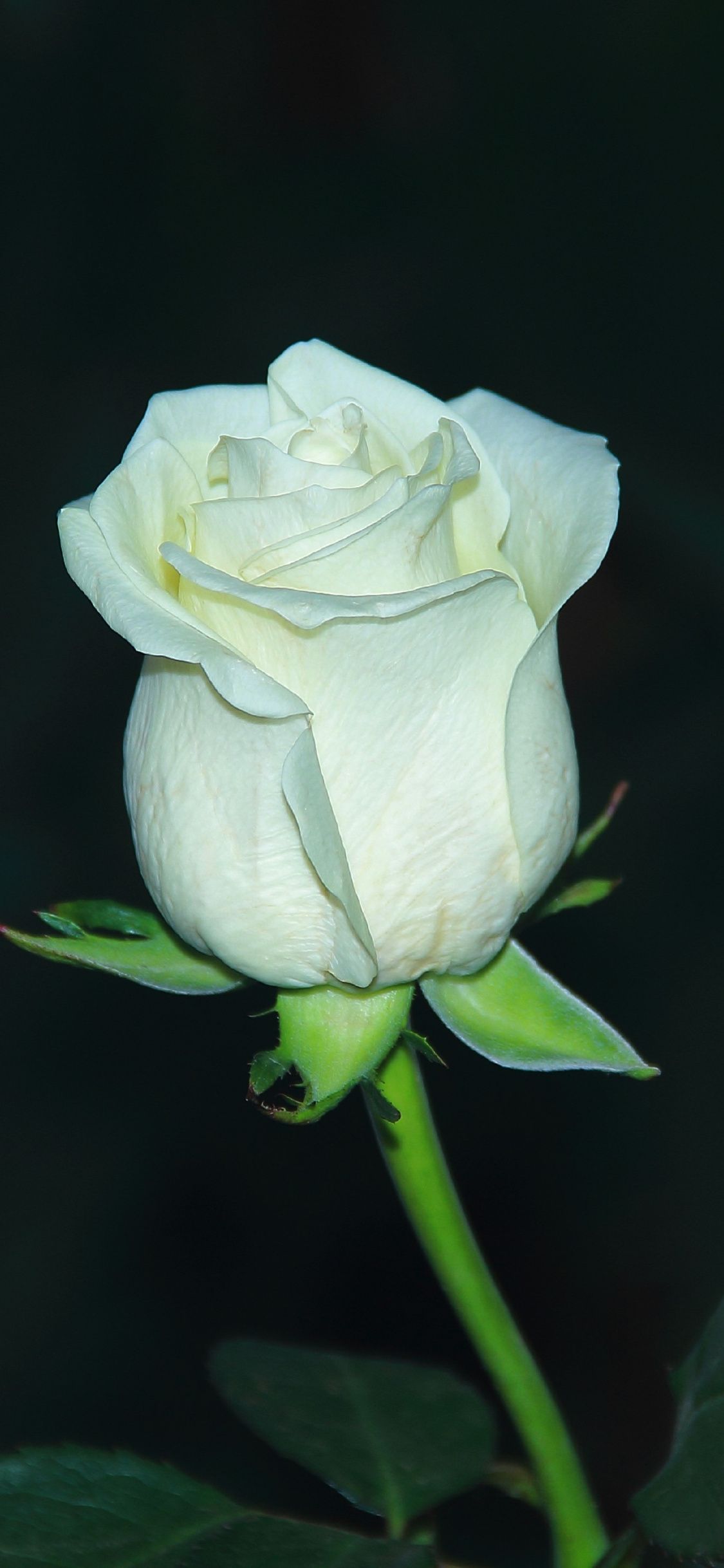 Rosa bianca sfondo scuro, 1125x2436 Full HD Verticale, iPhone Plus