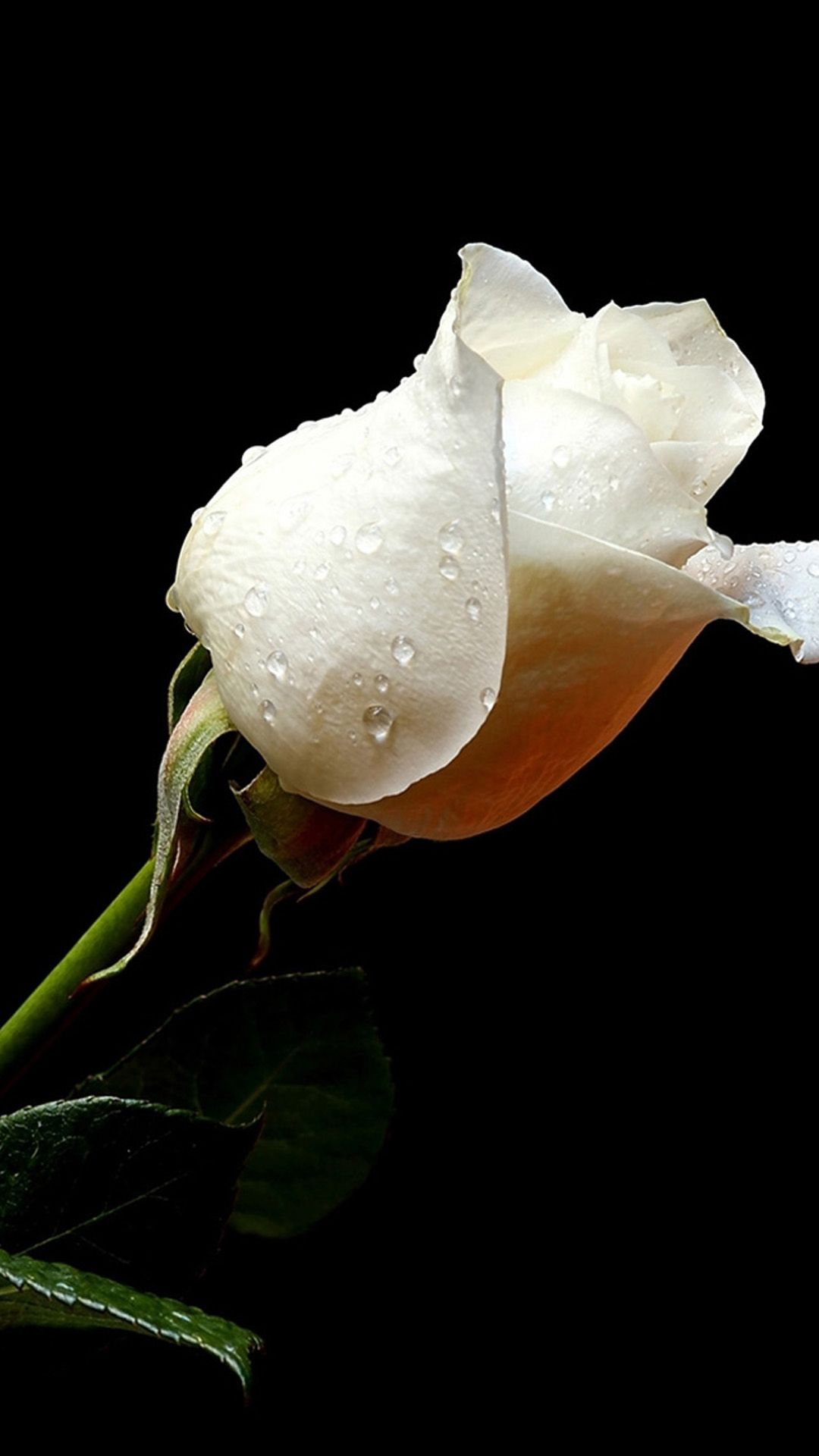 Rosa bianca con gocce d'acqua, 1080x1920 Verticale, iPhone Air