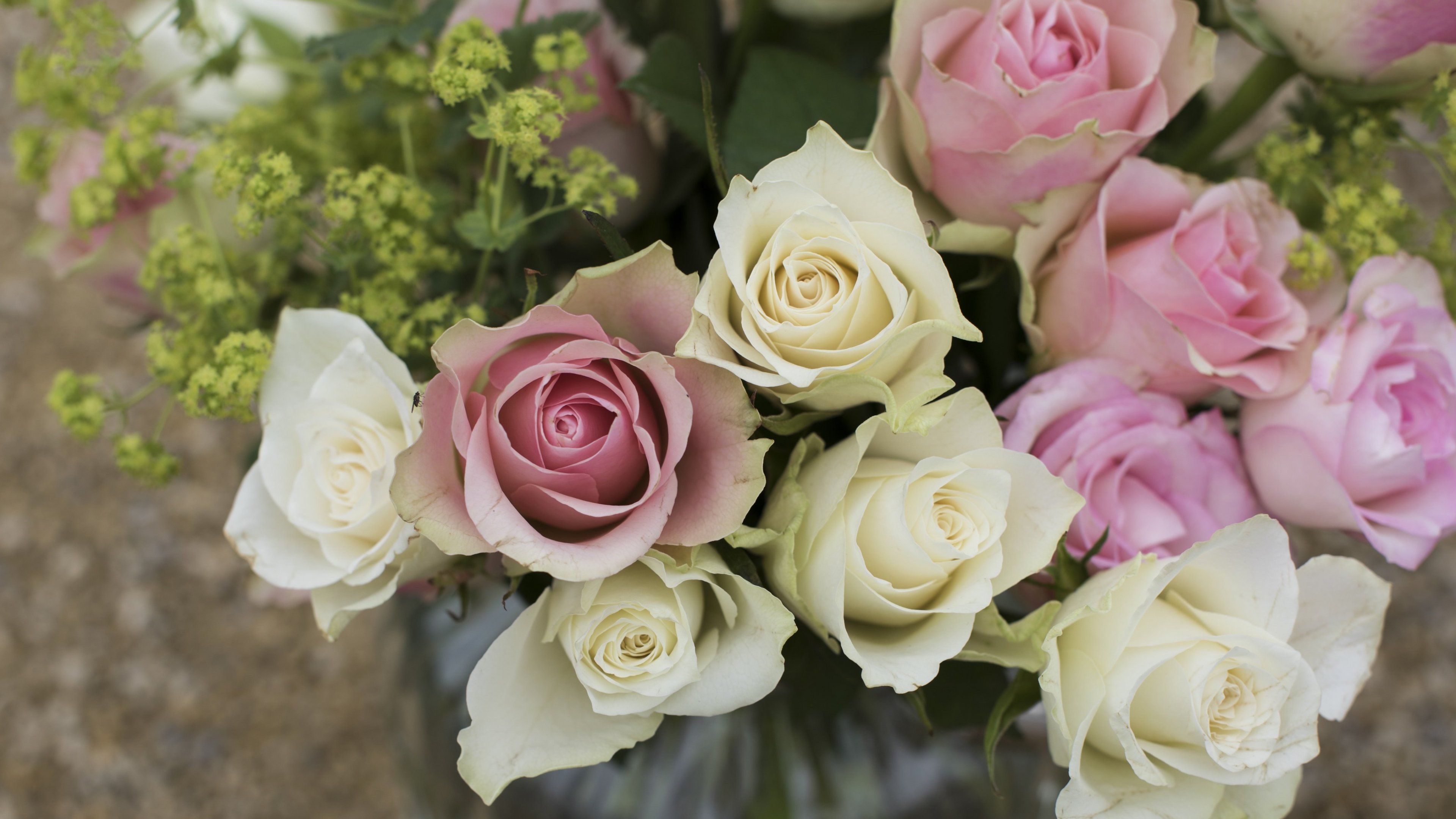 Rose bianche e rosa in vaso, 3840x2160 Ultra HD, Monitor 4K