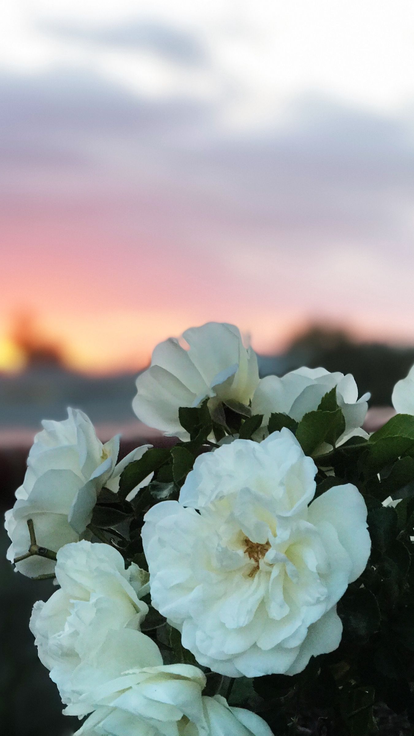 Rose bianche al tramonto, 1350x2400 Verticale, iPhone