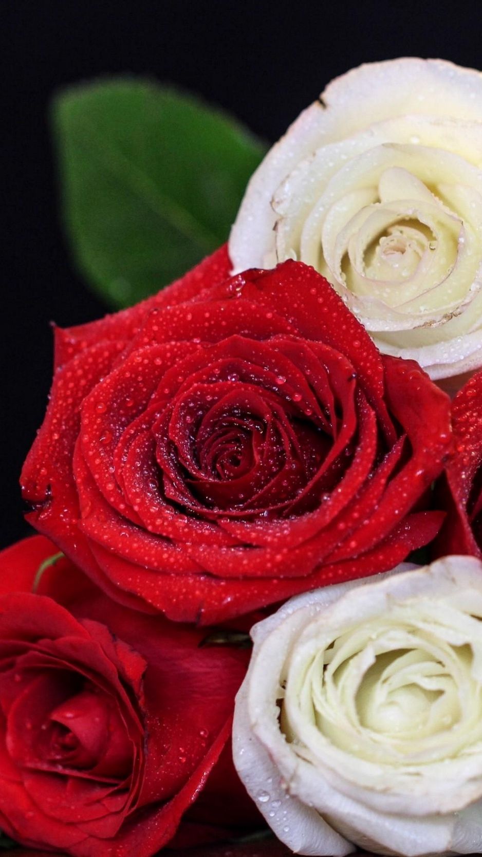 Rose rosse e bianche con gocce, 938x1668 Verticale, iPhone Pro Max
