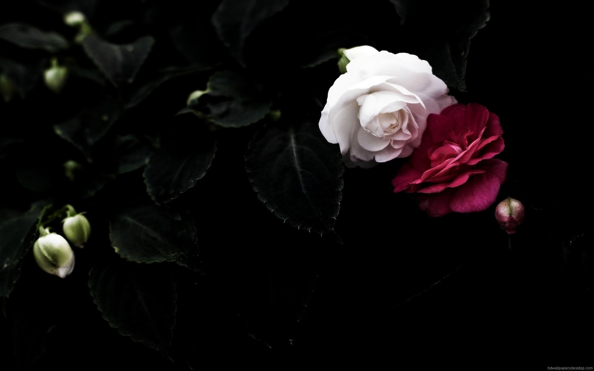 Rose bianca e rossa sfondo scuro, 1920x1200 Full HD+ WUXGA, PC