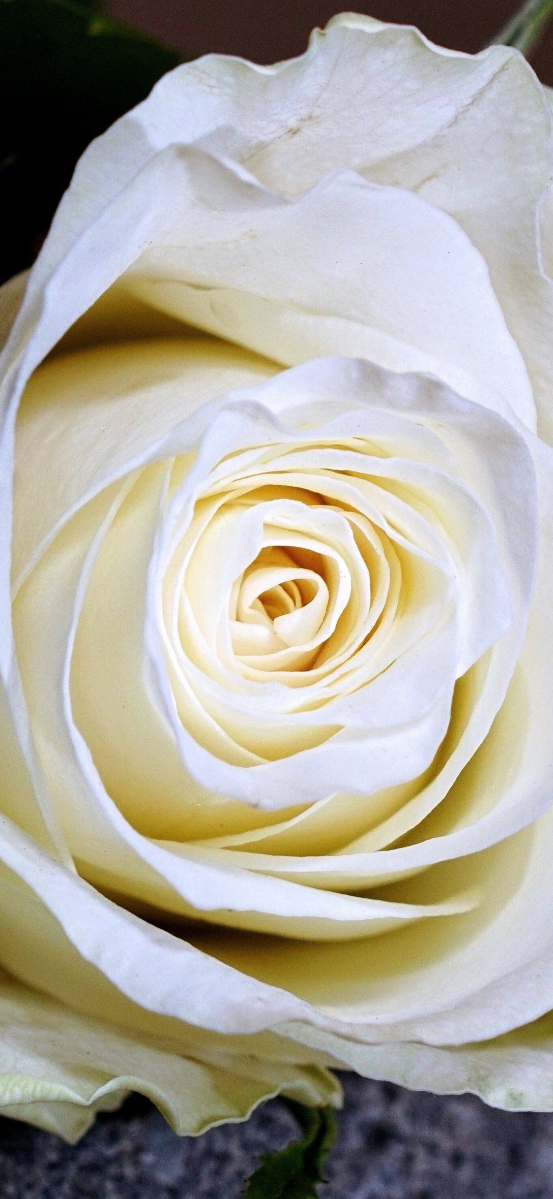 Rosa bianca primo piano, 1125x2436 Verticale, iPhone