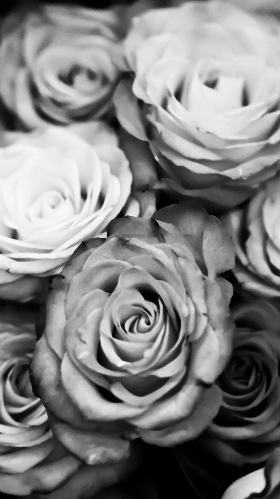 Rose bianche e nere in bianco e nero, 1080x1920 Full HD Verticale, iPhone Pro Max