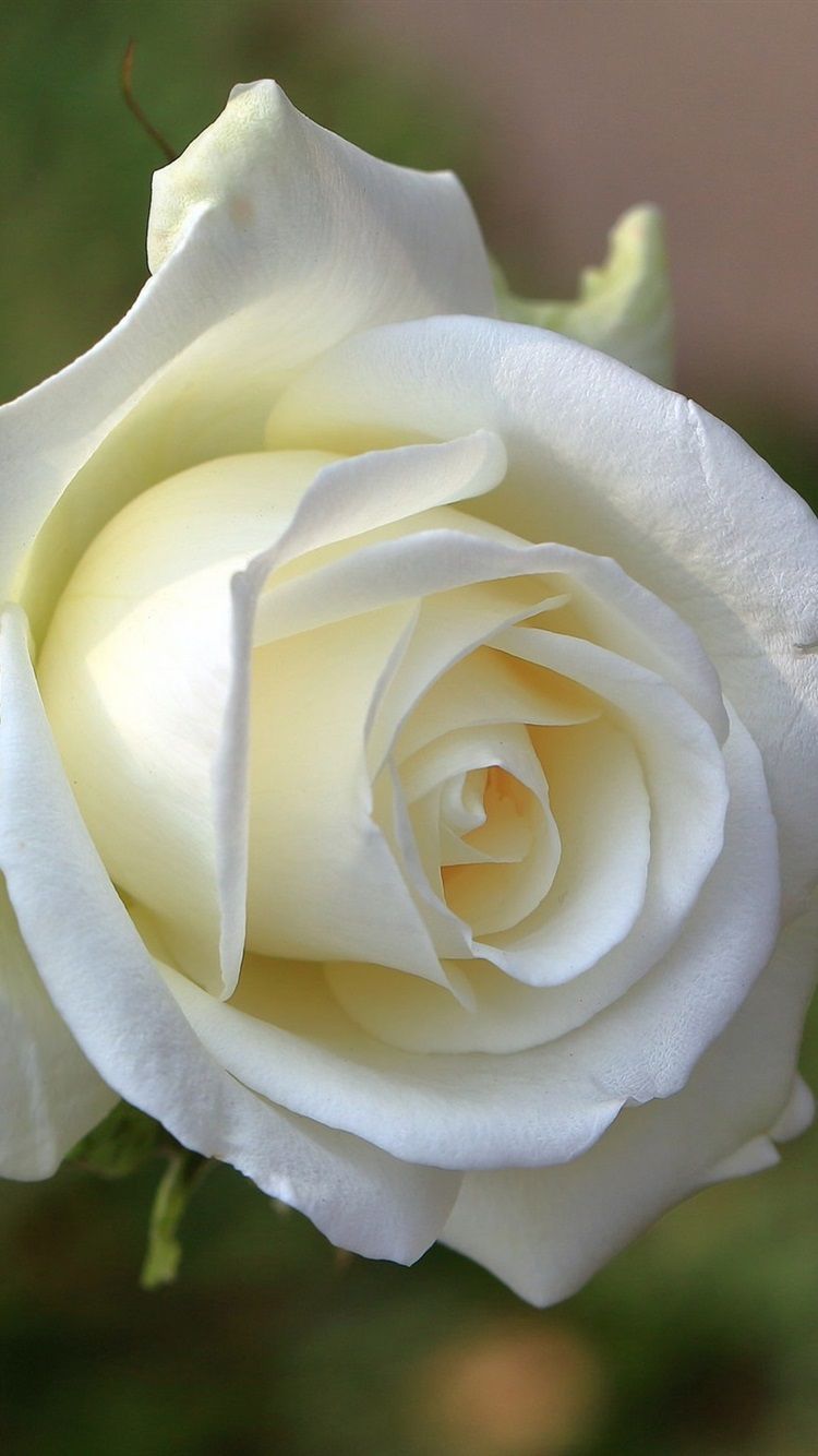Rosa bianca primo piano, 750x1334 Verticale, iPhone Pro