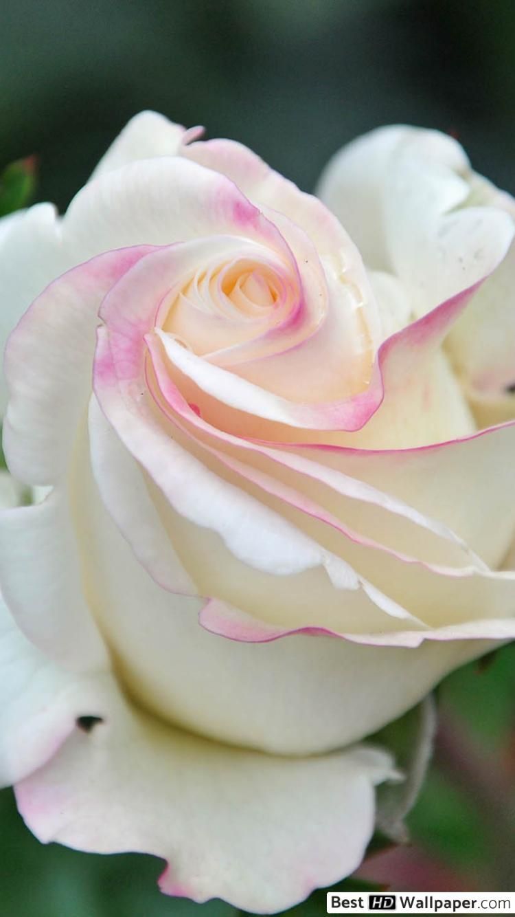Rosa bianca con sfumature rosa, 750x1334 Full HD Verticale, iPhone Air