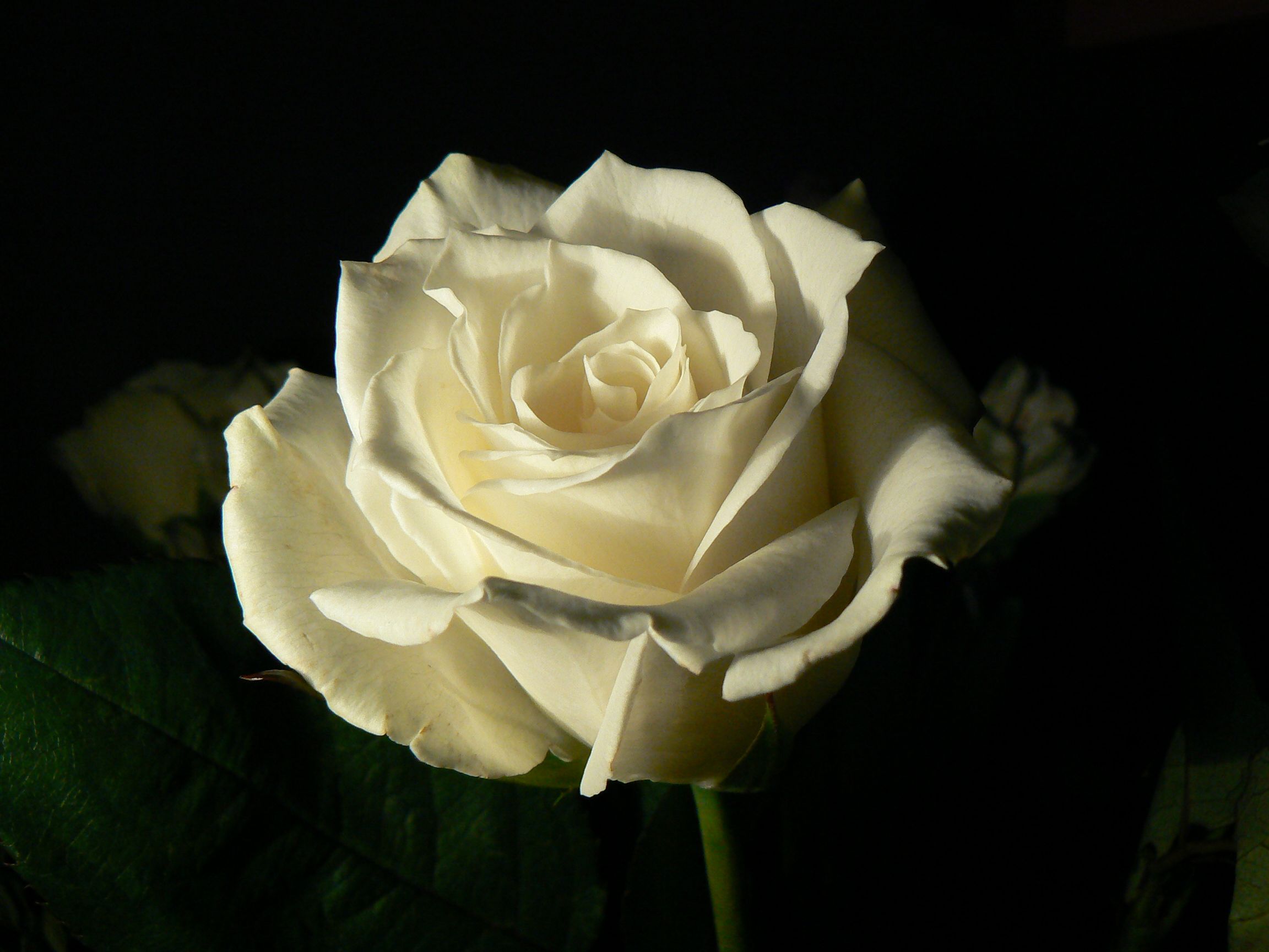 Rosa bianca su sfondo scuro, 2304x1728 2K, Desktop