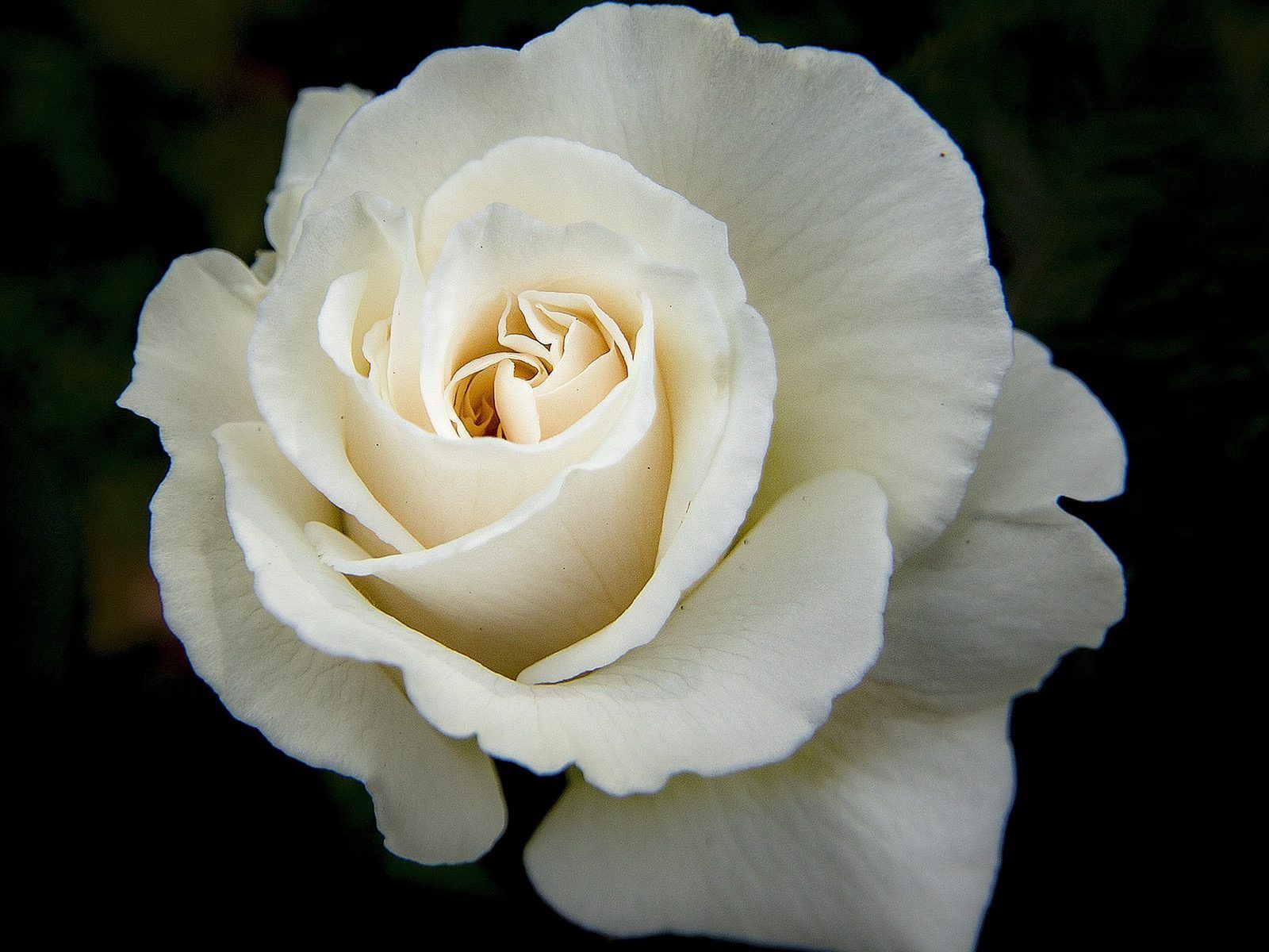 Rose bianche in bianco e nero, 1080x1920 Verticale, iPhone Pro