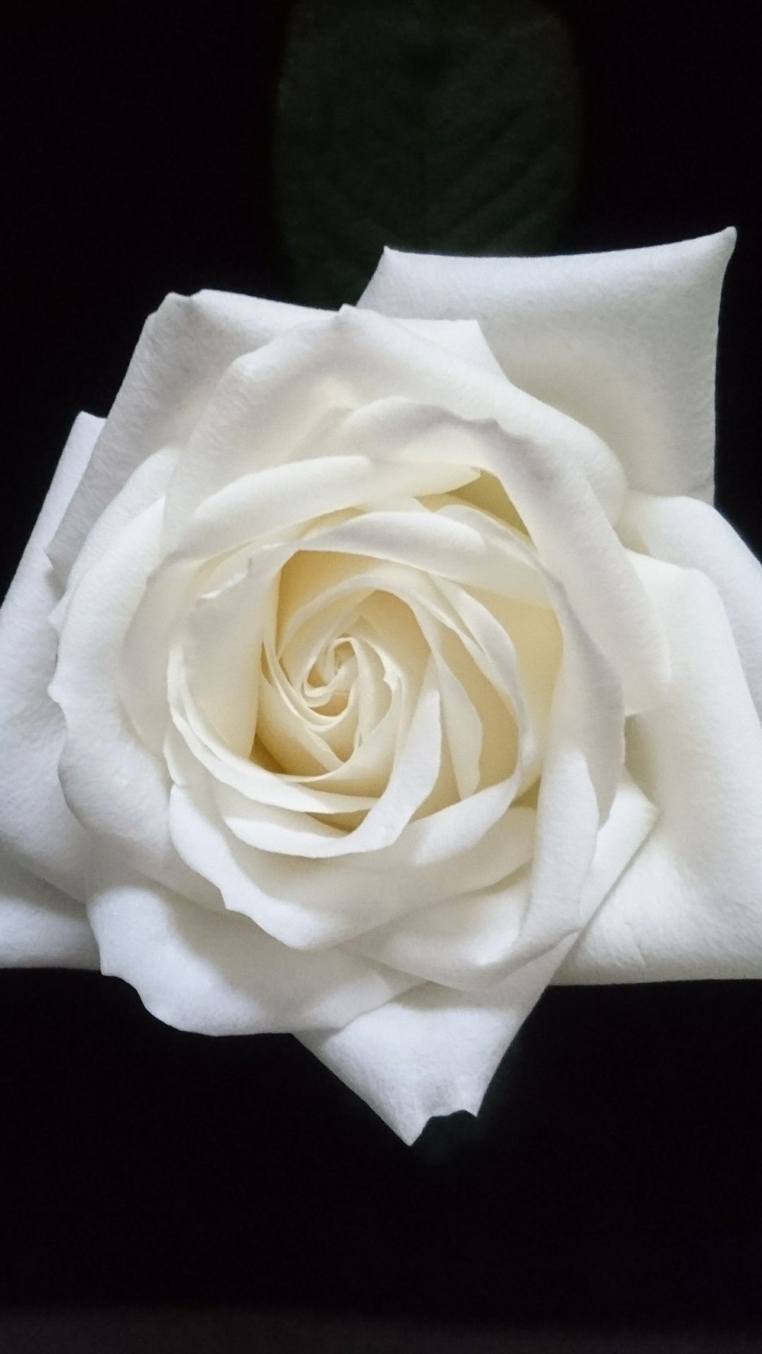 Rosa bianca su sfondo nero, 1080x1920 Verticale, iPhone Air