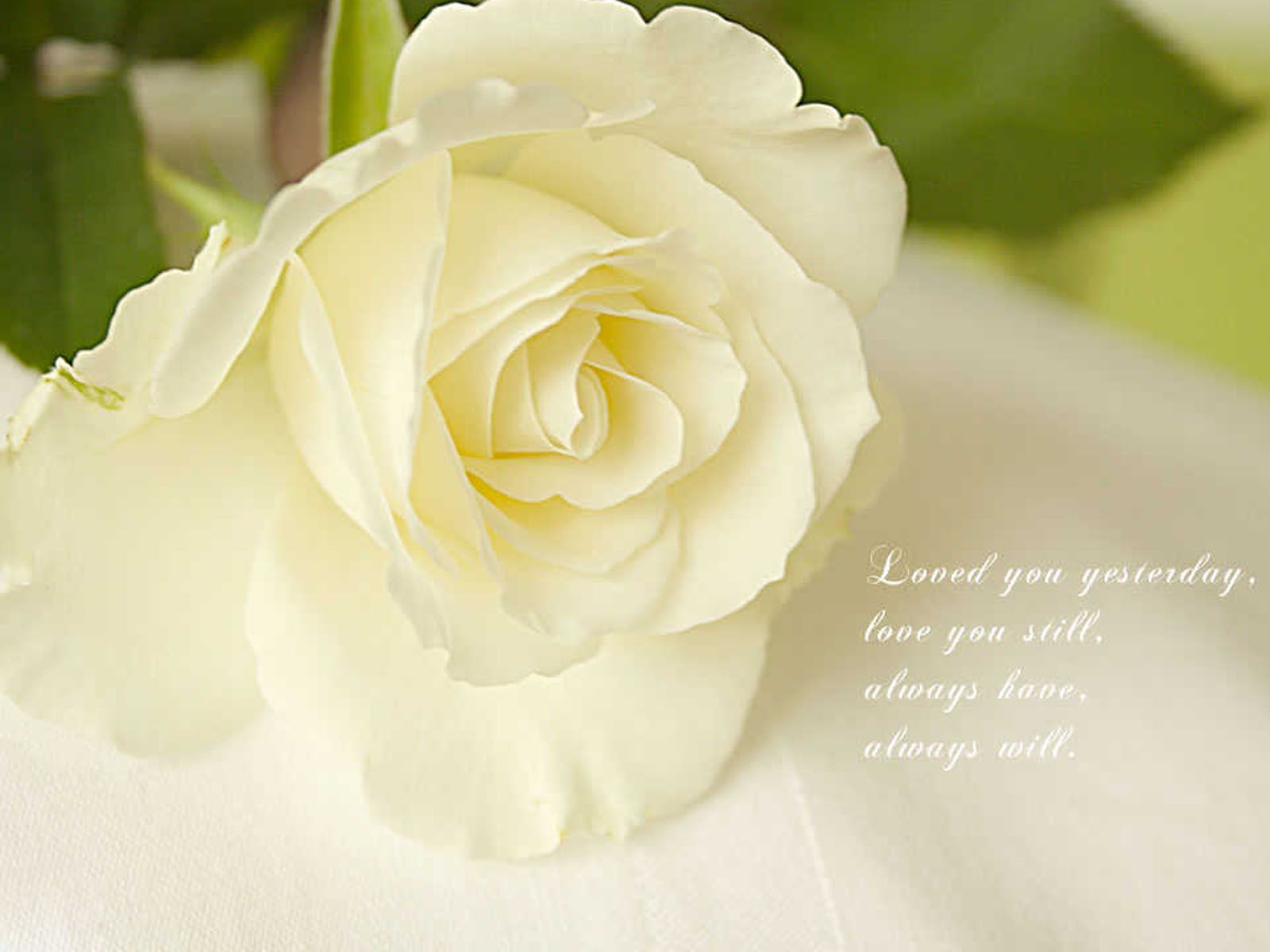 Rosa bianca con citazione amore, 1600x1200 HD Ready, Desktop