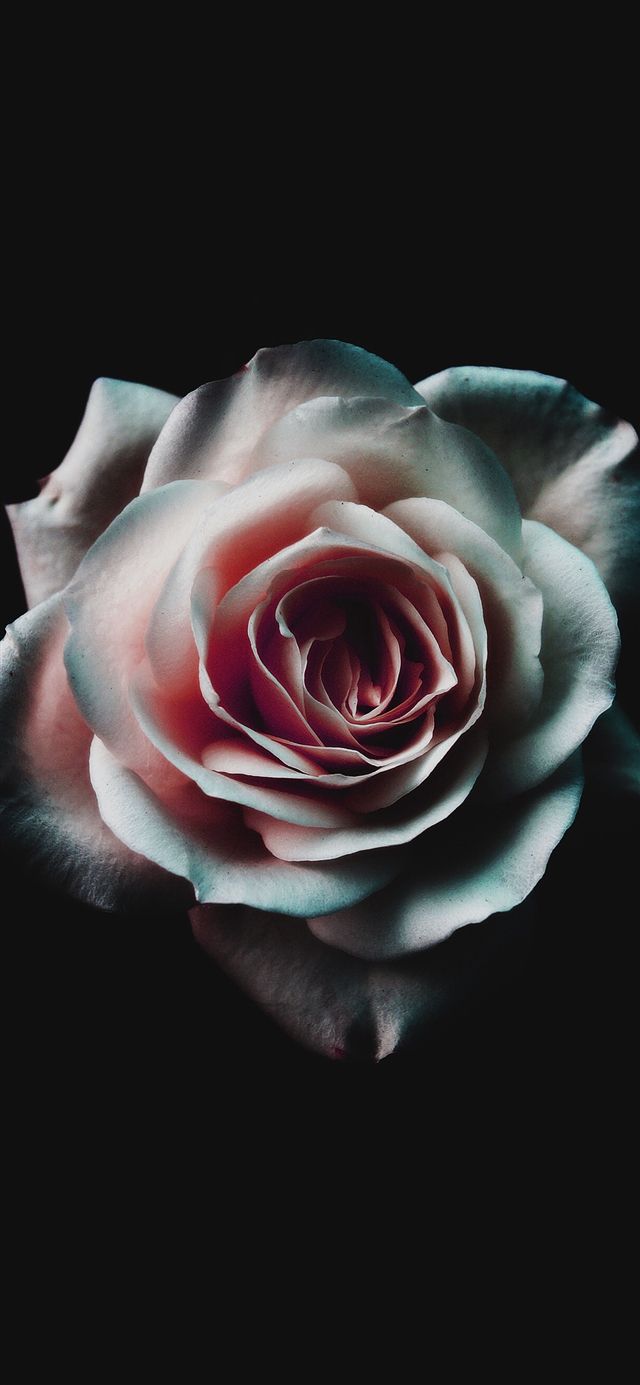 Rosa bianca sfondo nero, 640x1385 Full HD Verticale, iPhone Air