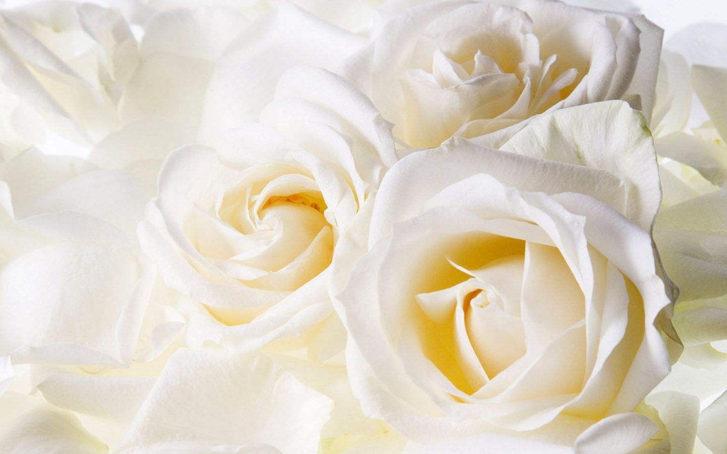 Rose bianche da vicino, 1440x900 720p, Laptop