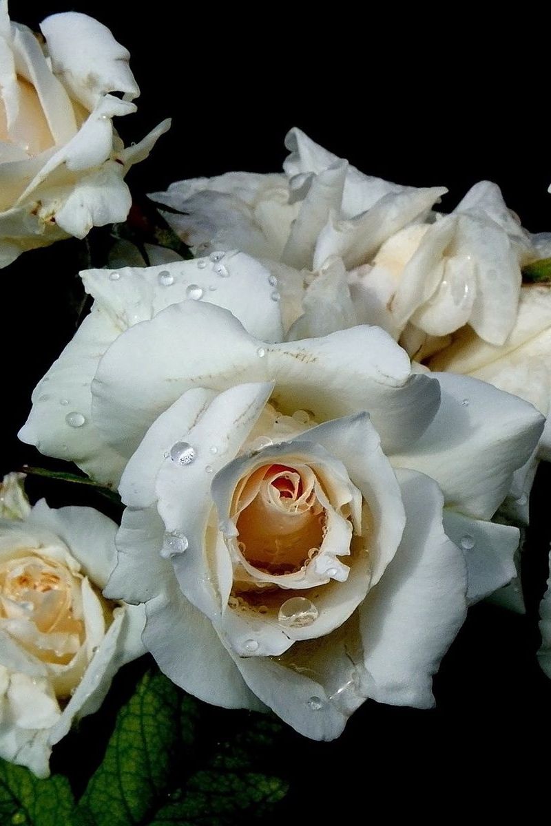 Rose bianche con gocce d'acqua, 800x1200 Verticale, iPhone Plus