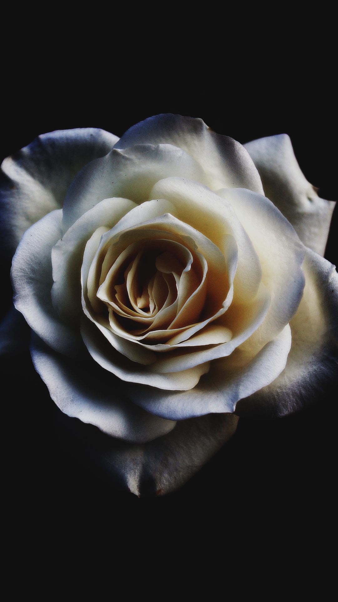 Rosa bianca su nero, 1080x1920 Full HD Verticale, iPhone Pro