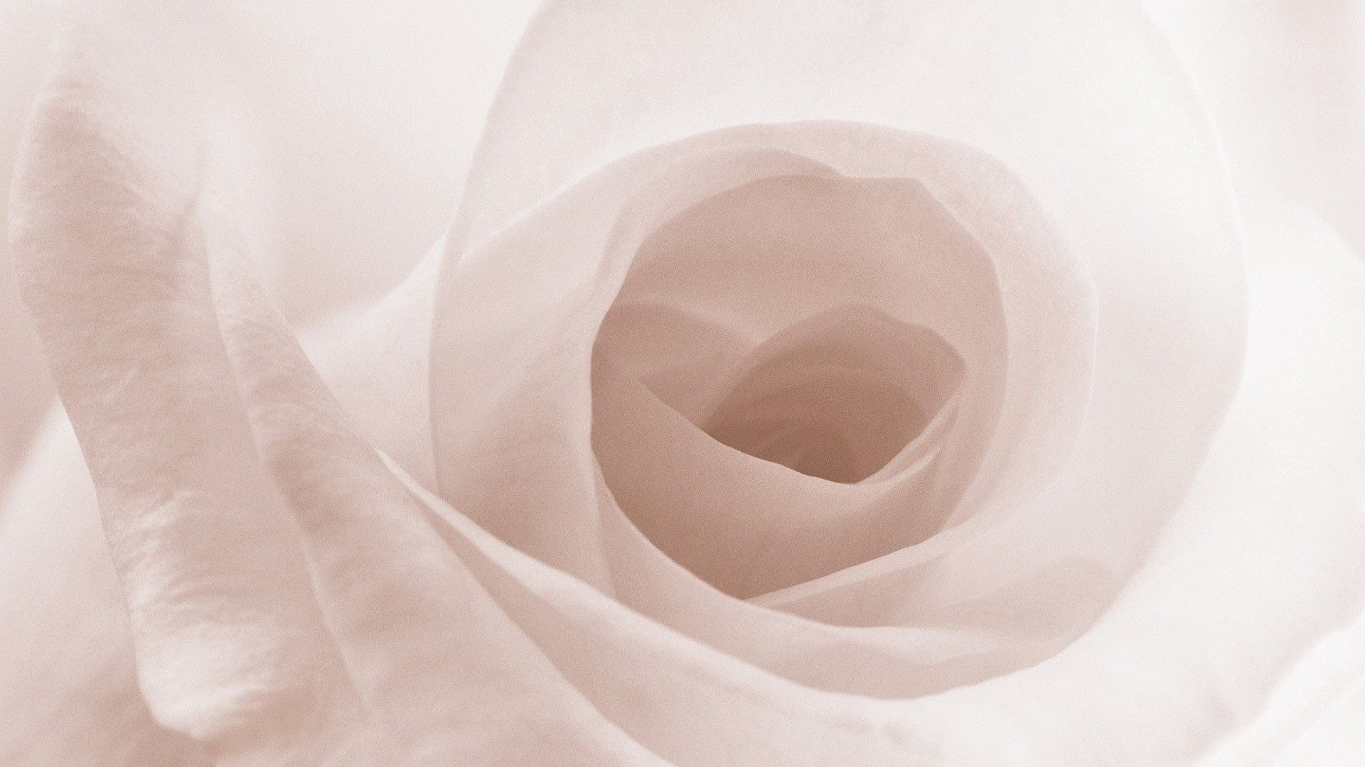 Rosa bianca primo piano, 1920x1080 1080p, PC
