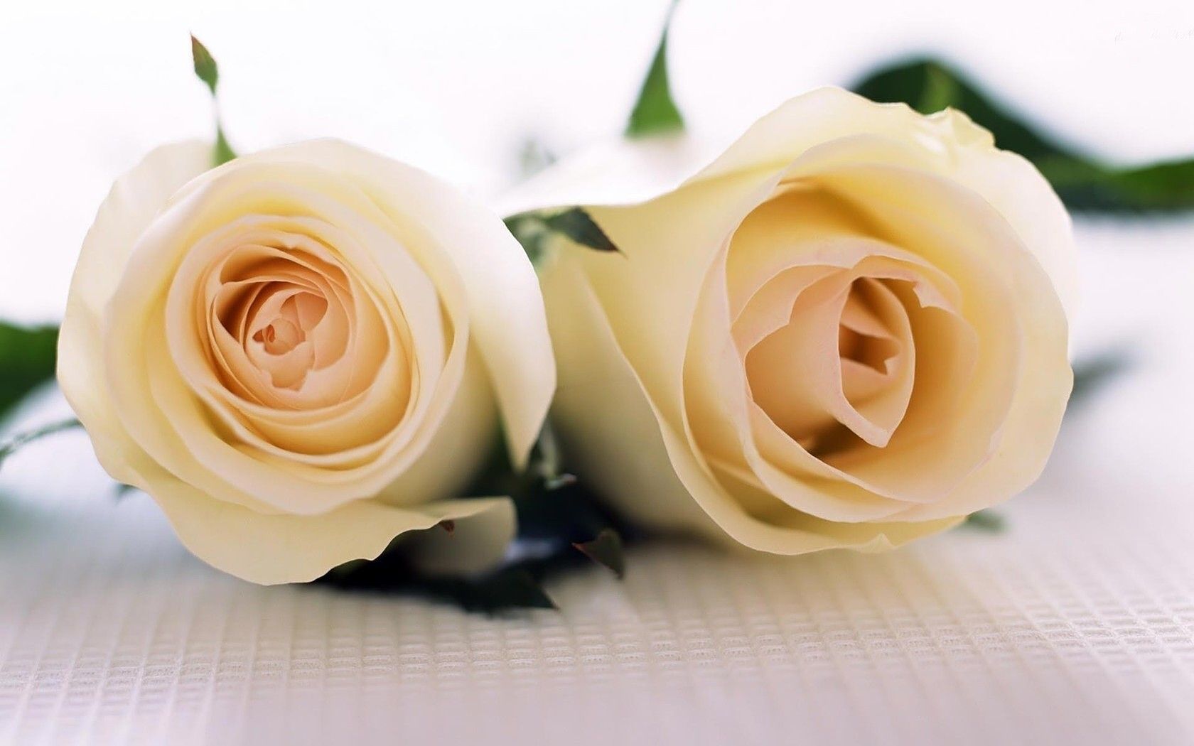 Due rose bianche crema, 1680x1050 HD, Laptop