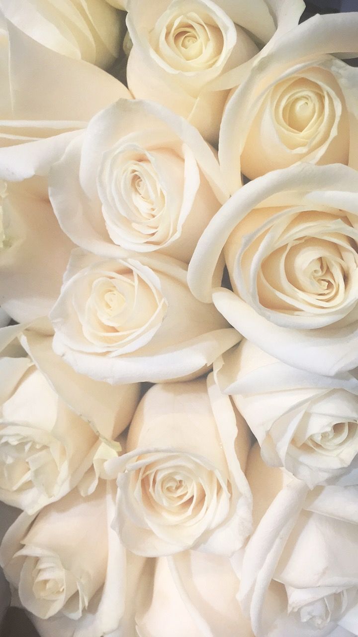 Bouquet rose bianche, 720x1280 Full HD Verticale, iPhone Plus