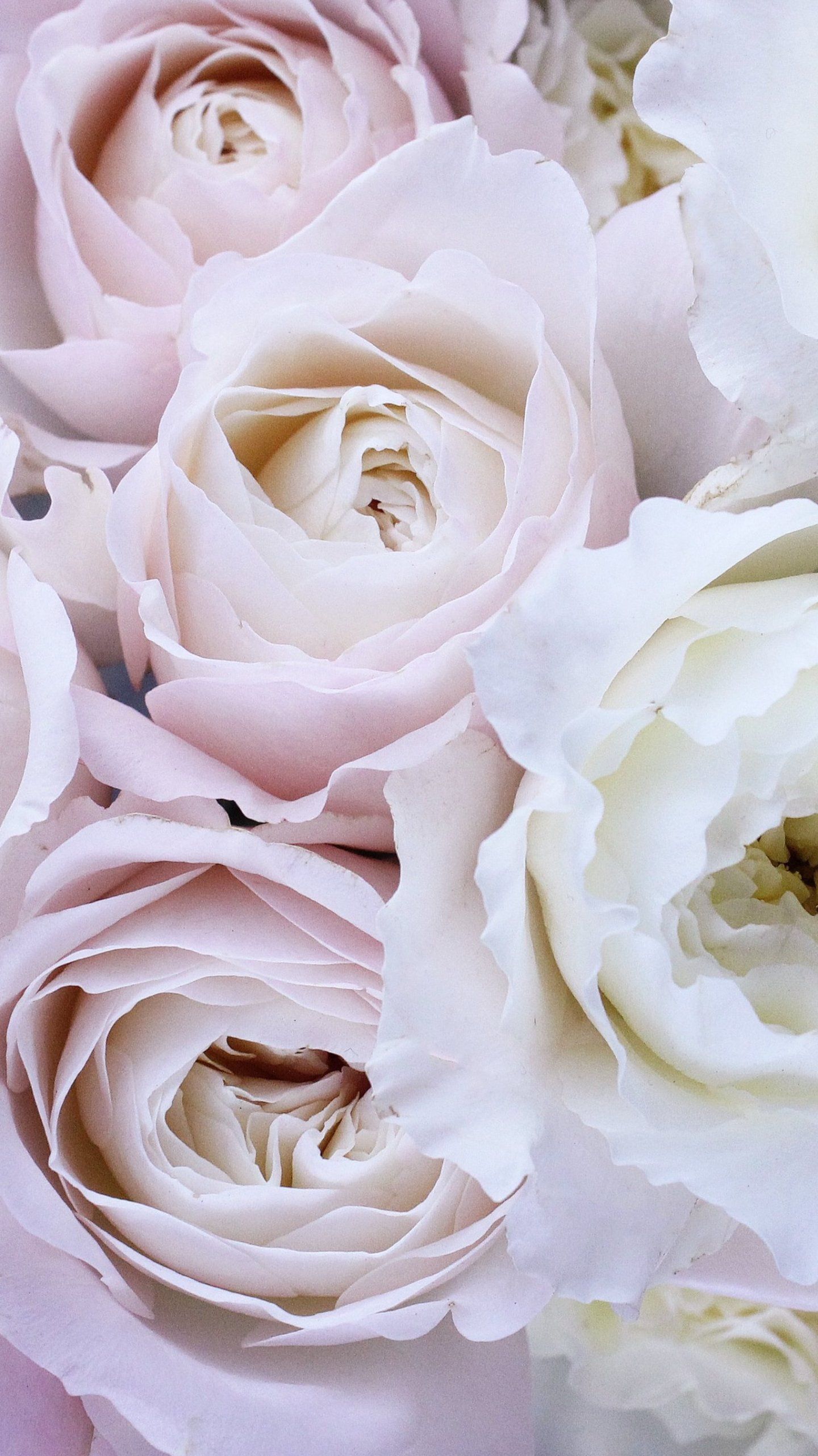 Rose bianche e rosa pallido, 1440x2560 Verticale, Mobile