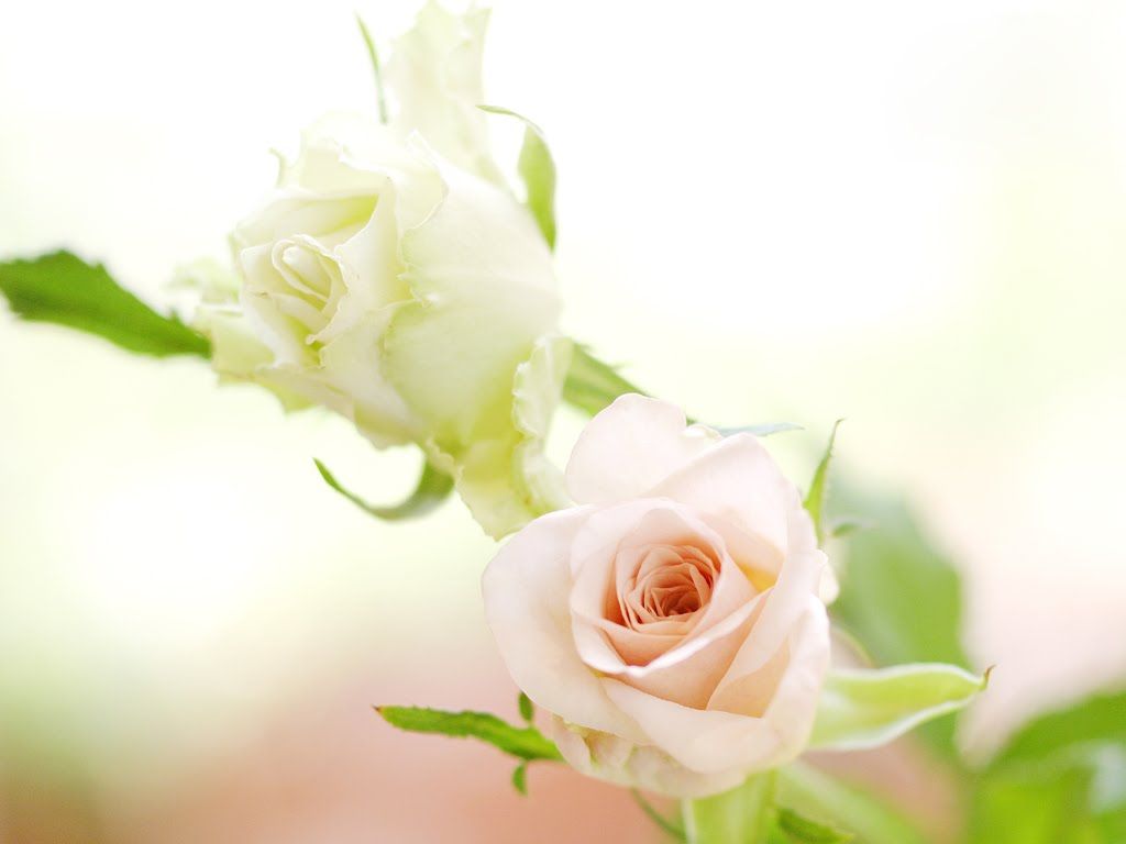 Rose bianche con boccioli, 1024x768 HD, Laptop