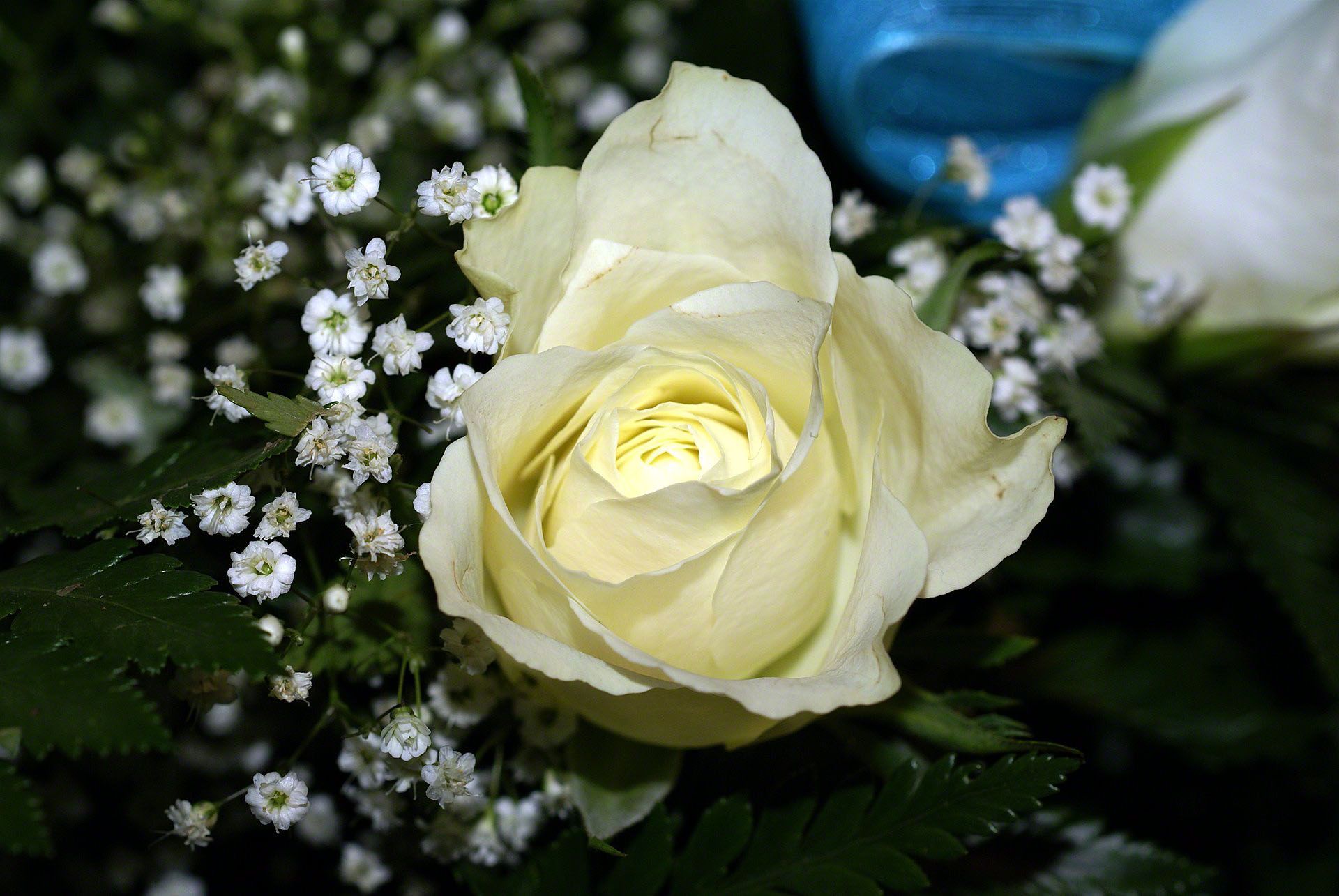 Rosa bianca con fiorellini, 1920x1285 WUXGA, PC Desktop