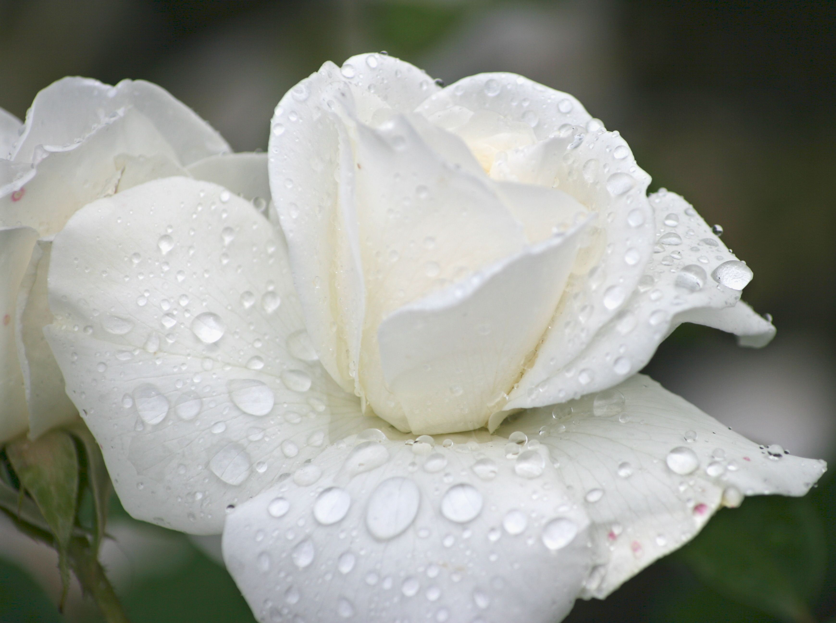 Rosa bianca con gocce d'acqua, 3479x2592 2K, Laptop