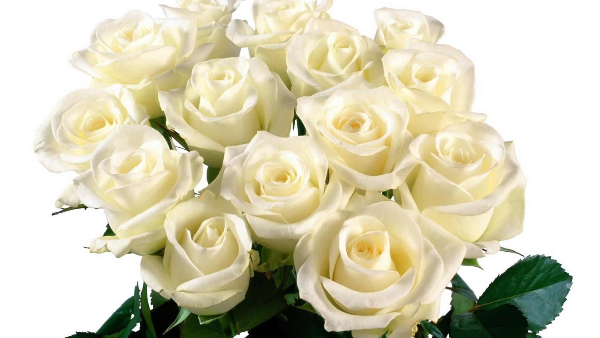 Mazzo di rose bianche, 1920x1080 Full HD, Desktop