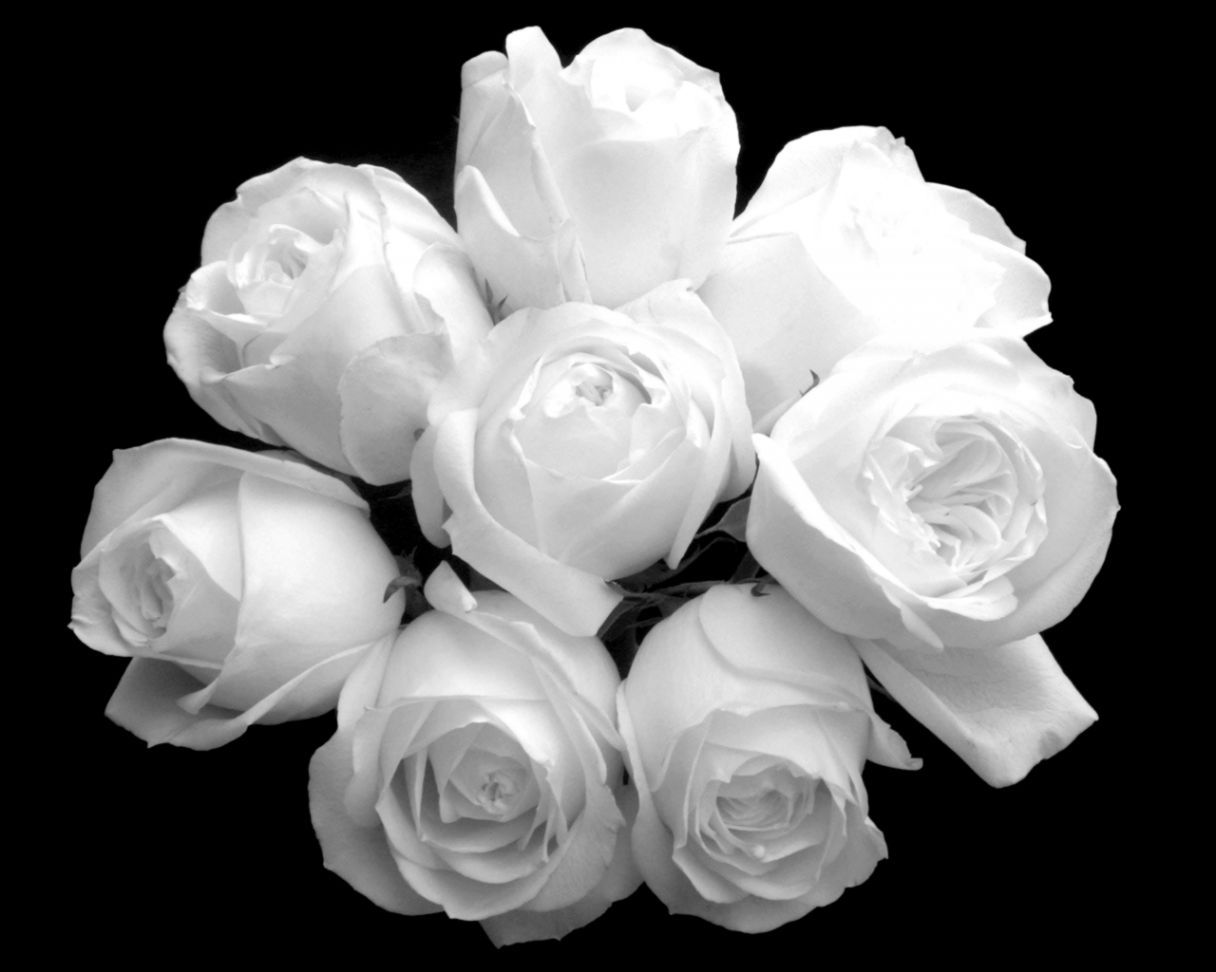 Bouquet rose bianche sfondo nero, 1216x972 HD, PC