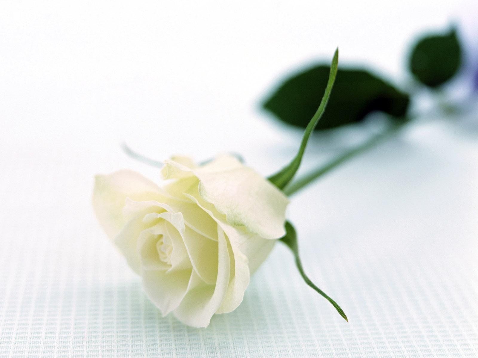 Rosa bianca singola, 1600x1200 HD Ready, Desktop