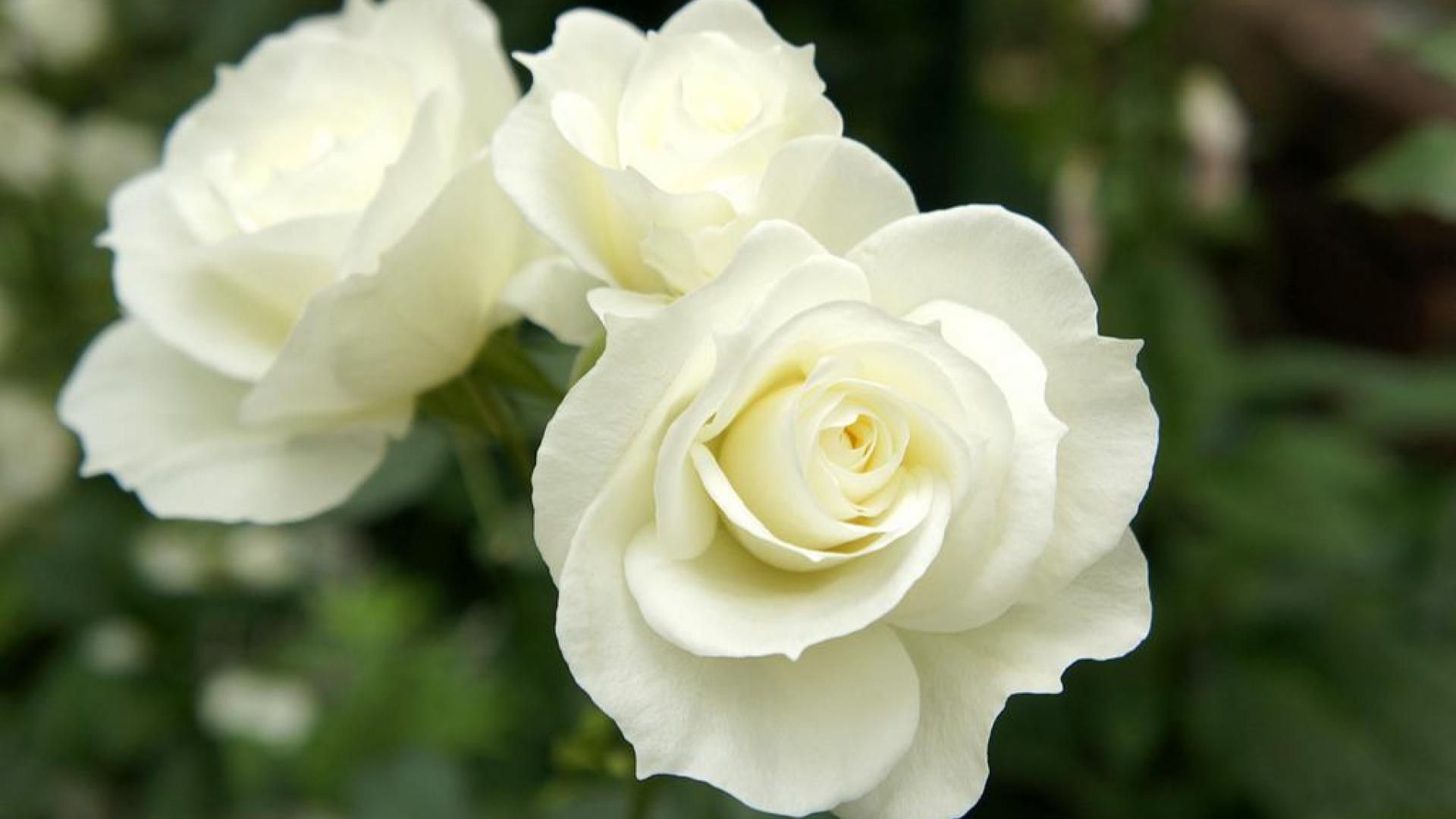 Rose bianche in giardino, 1920x1080 Full HD, PC Desktop