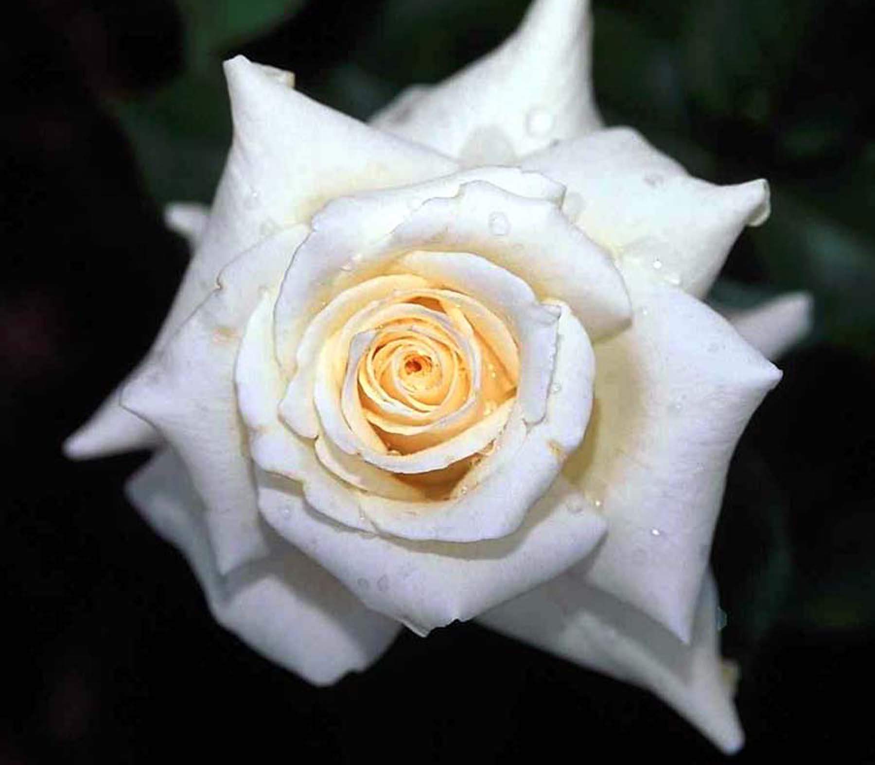 Rosa bianca con centro giallo, 1800x1574 900p, Desktop