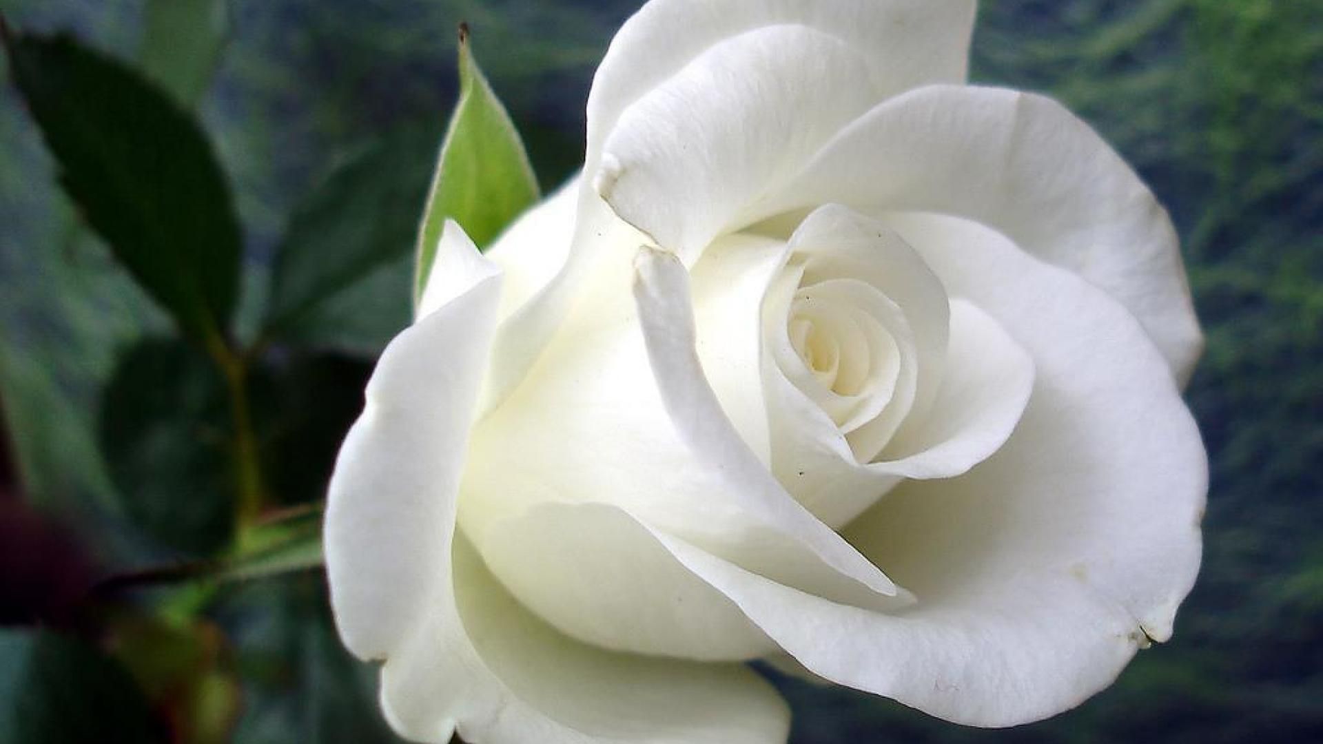 Rosa bianca in fiore, 1920x1080 Full HD, PC Desktop