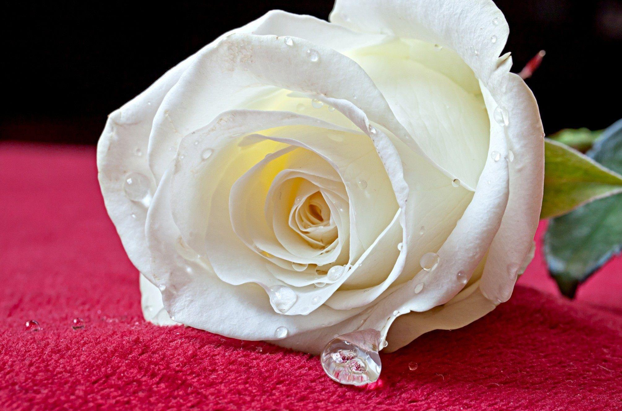 Rosa bianca con goccia d'acqua, 2010x1328 Hi-Res, Desktop