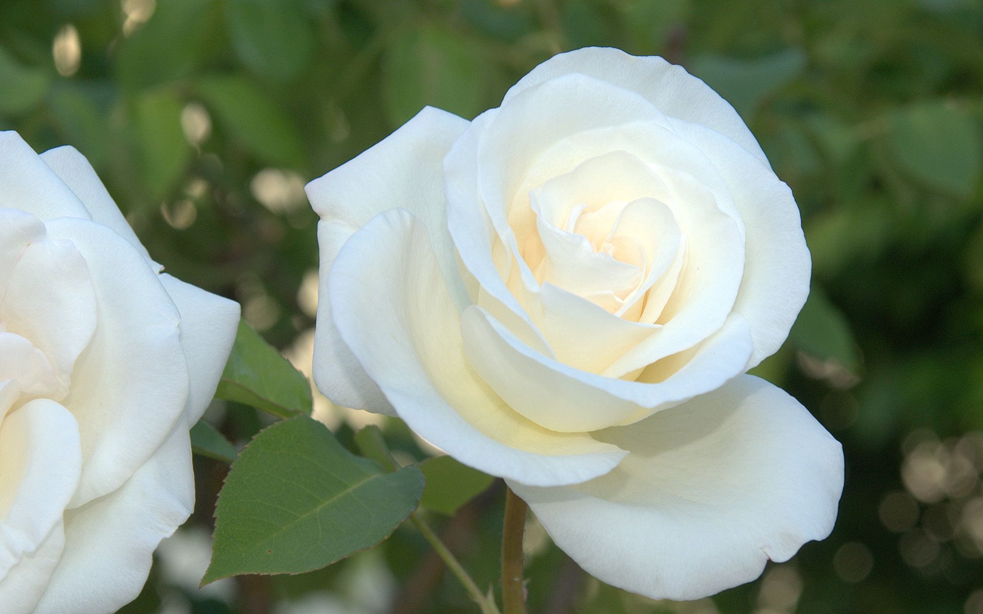Rose bianche in giardino, 1920x1199 Full HD, Desktop